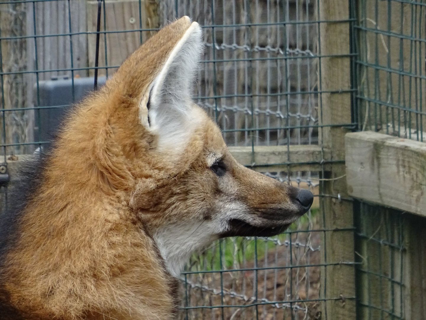 Maned Wolf