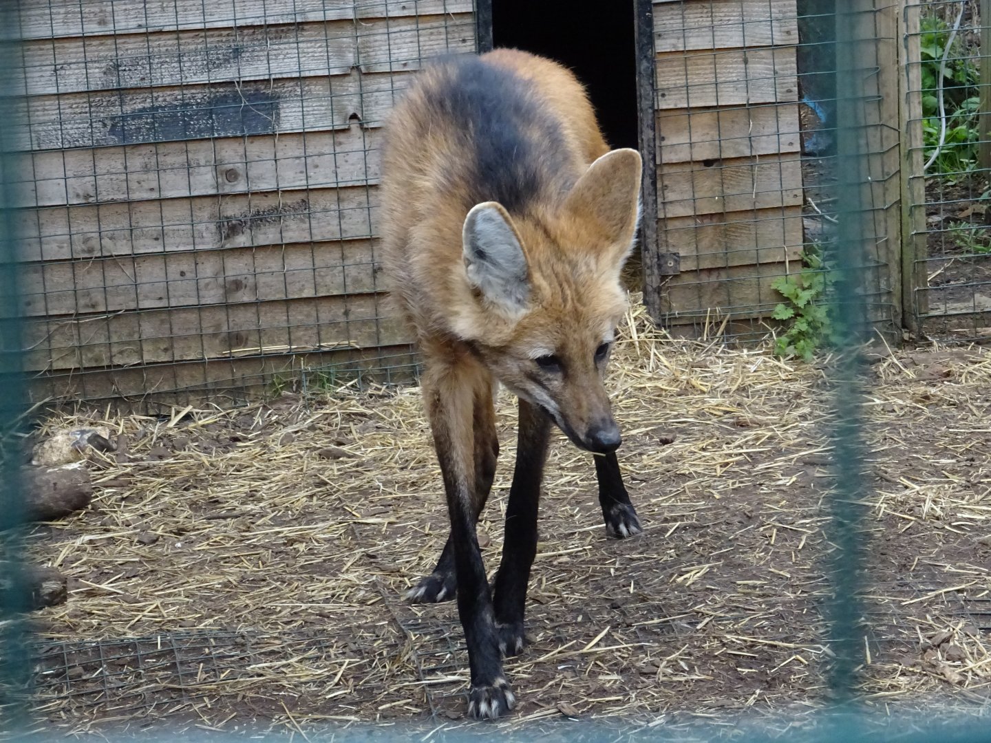 Maned Wolf