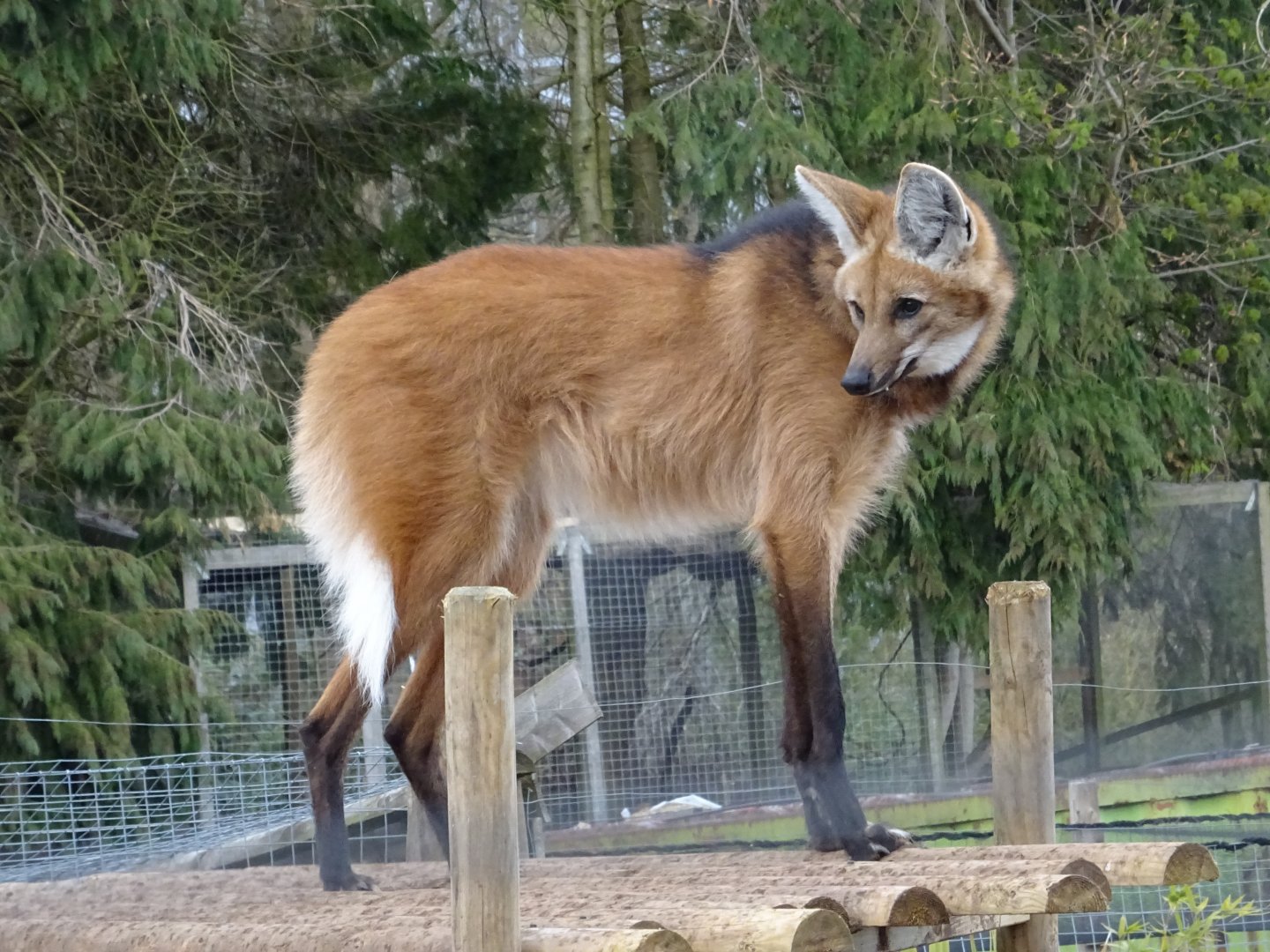 Maned Wolf