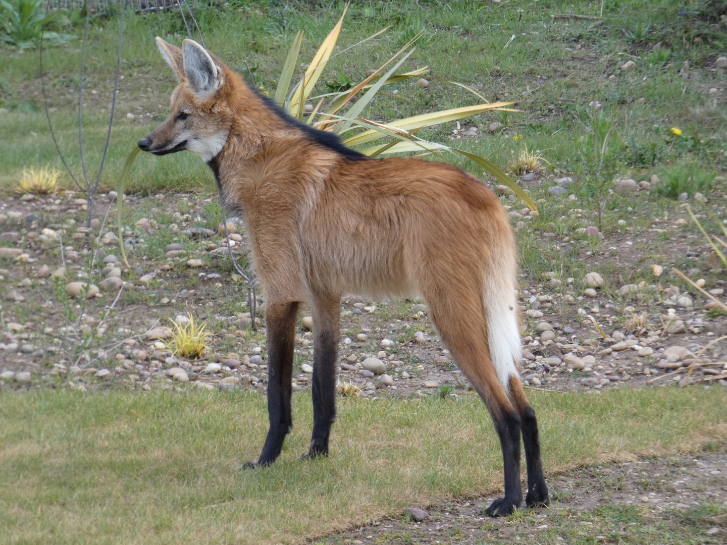 Maned wolf