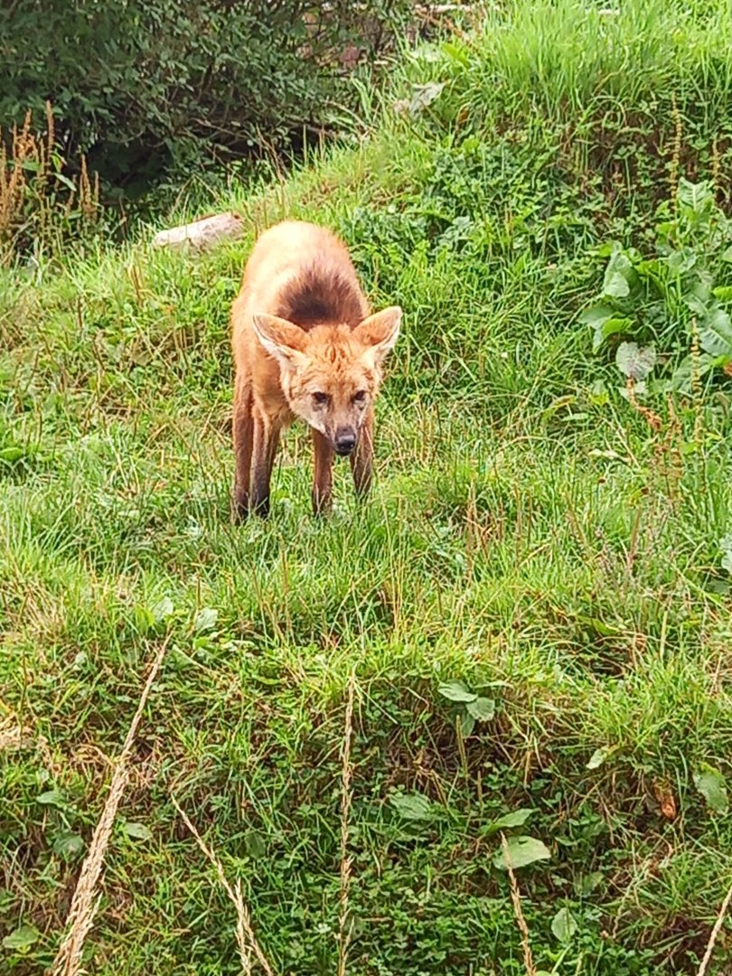 Maned Wolf