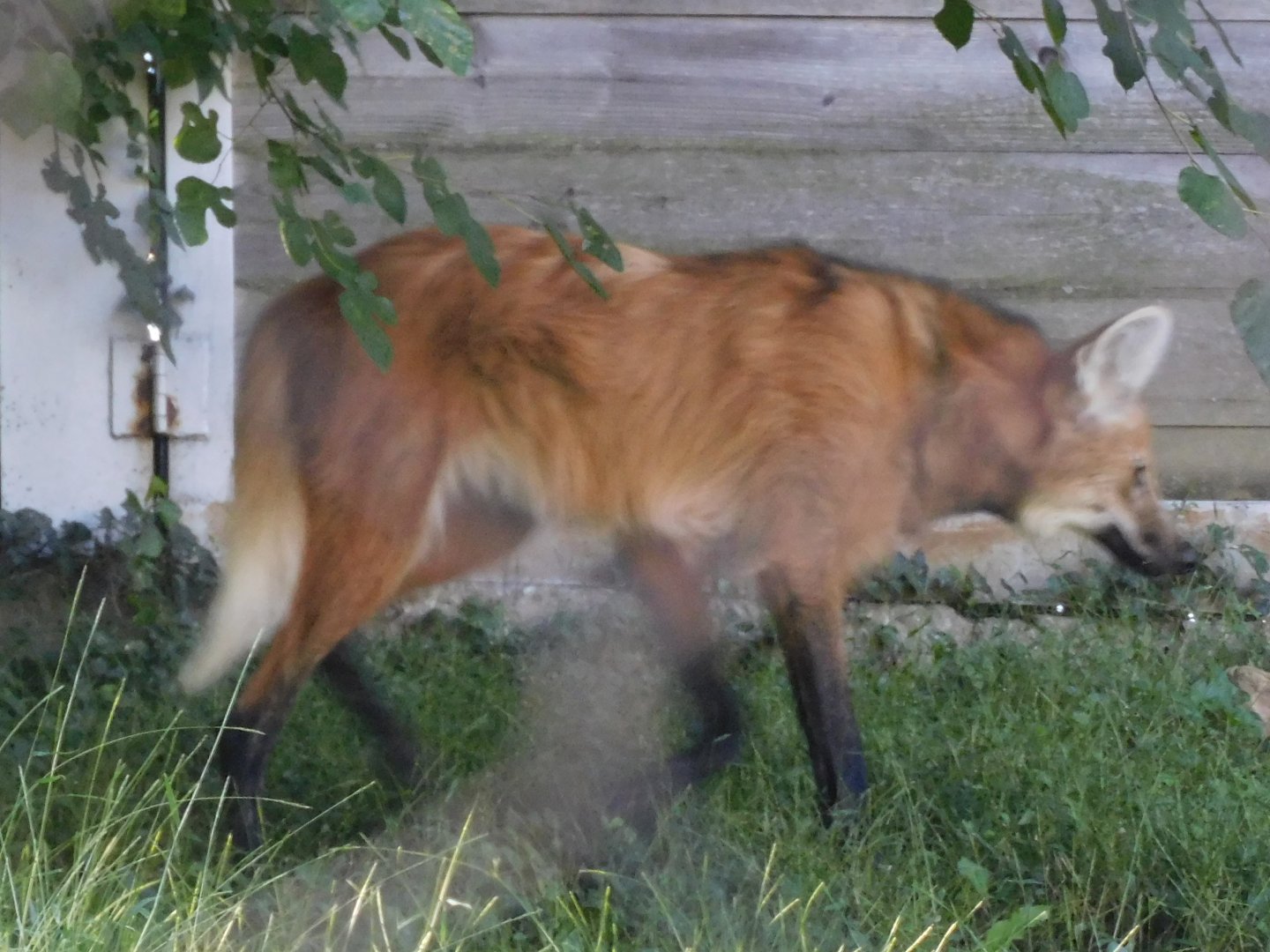 Maned wolf