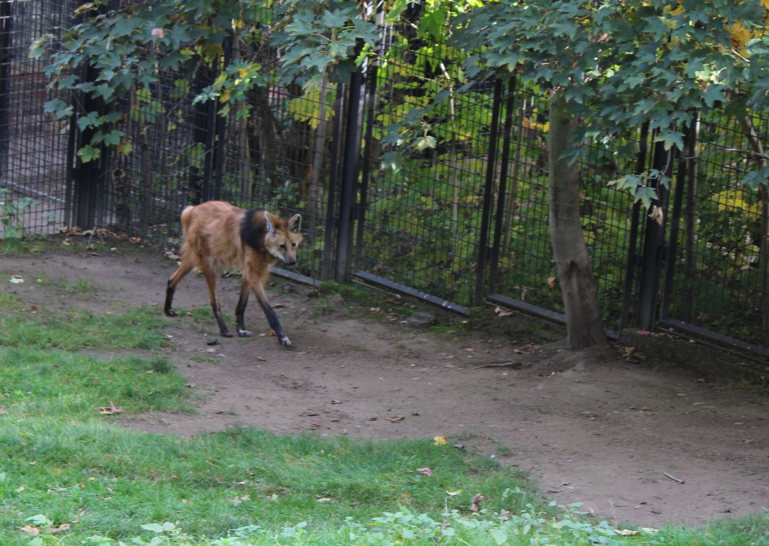 Maned wolf