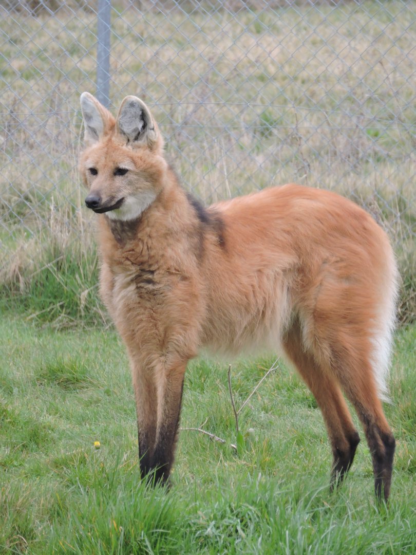 Maned Wolf