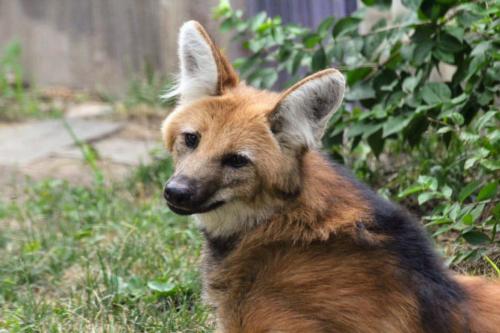 Maned Wolf