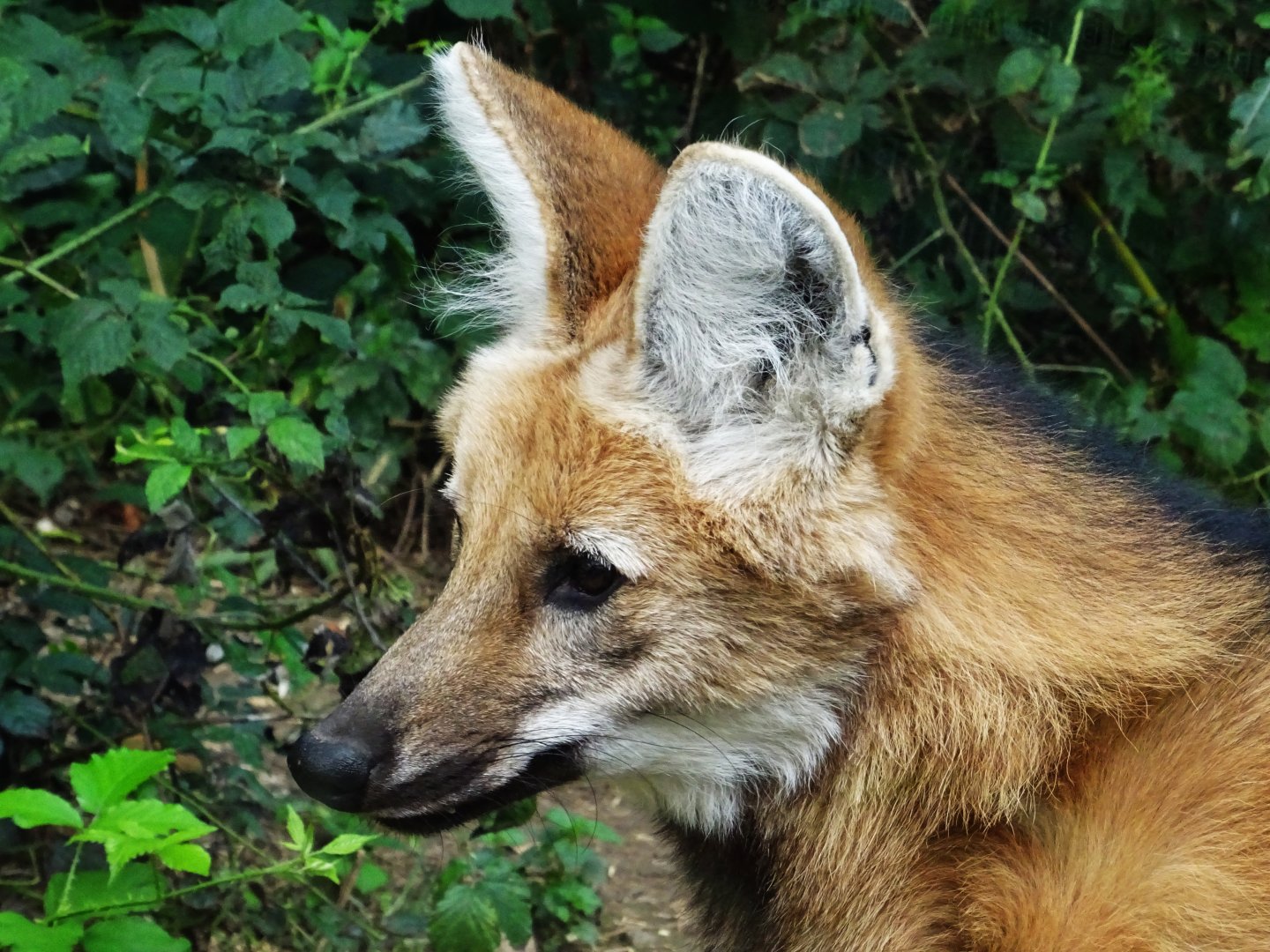 Maned Wolf