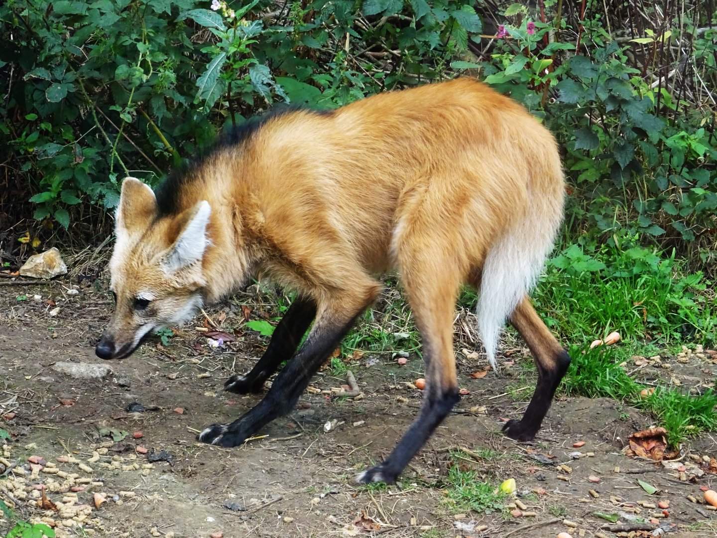 Maned Wolf
