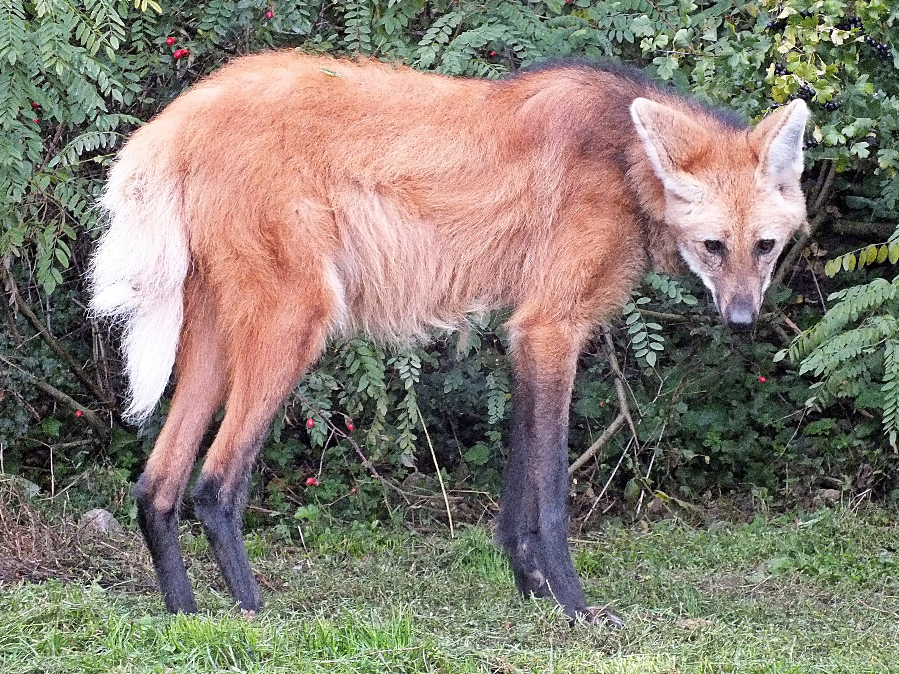 Maned wolf