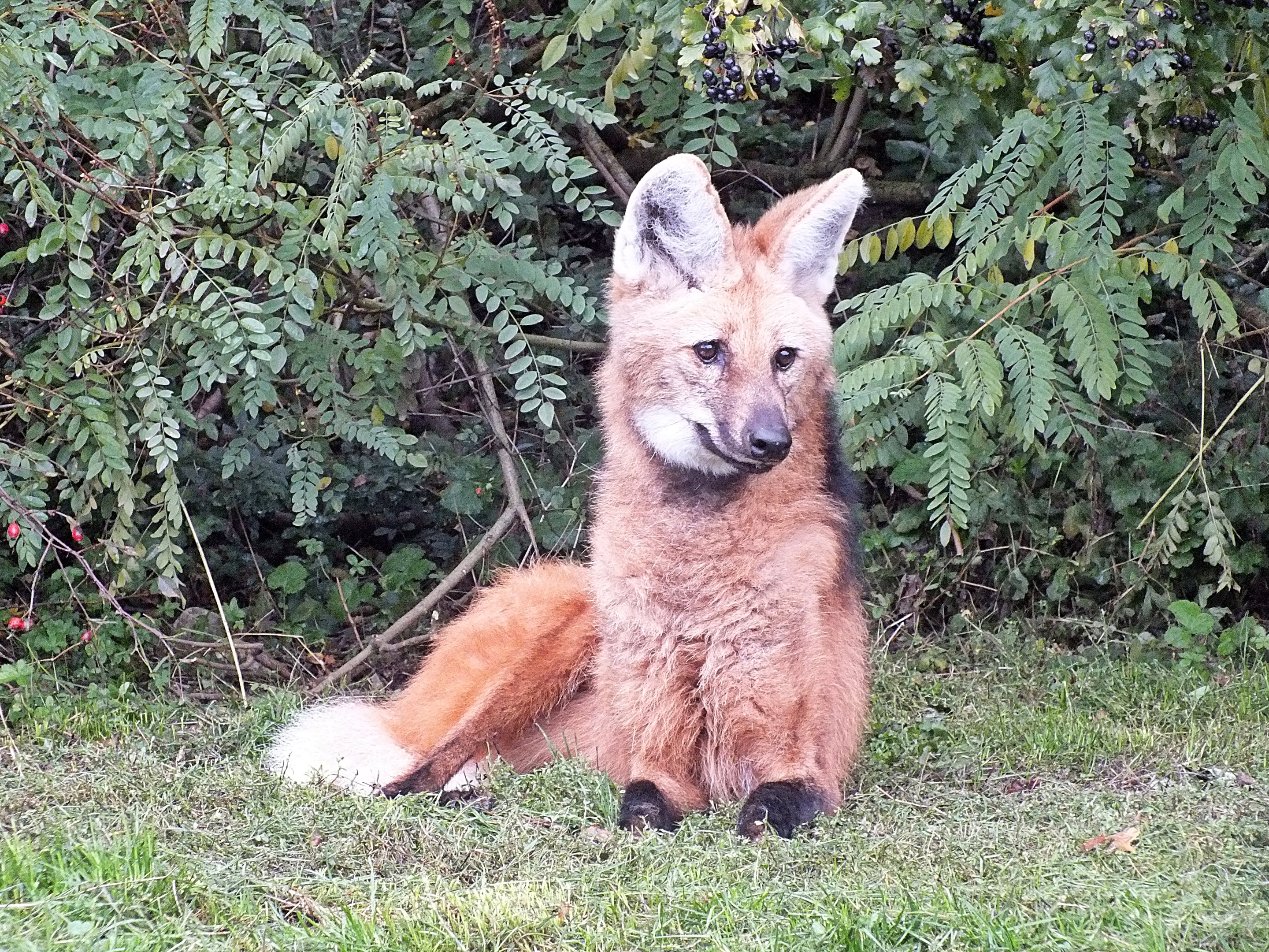 Maned wolf
