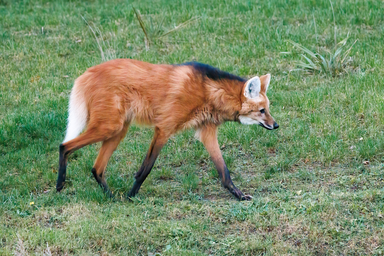 Maned Wolf