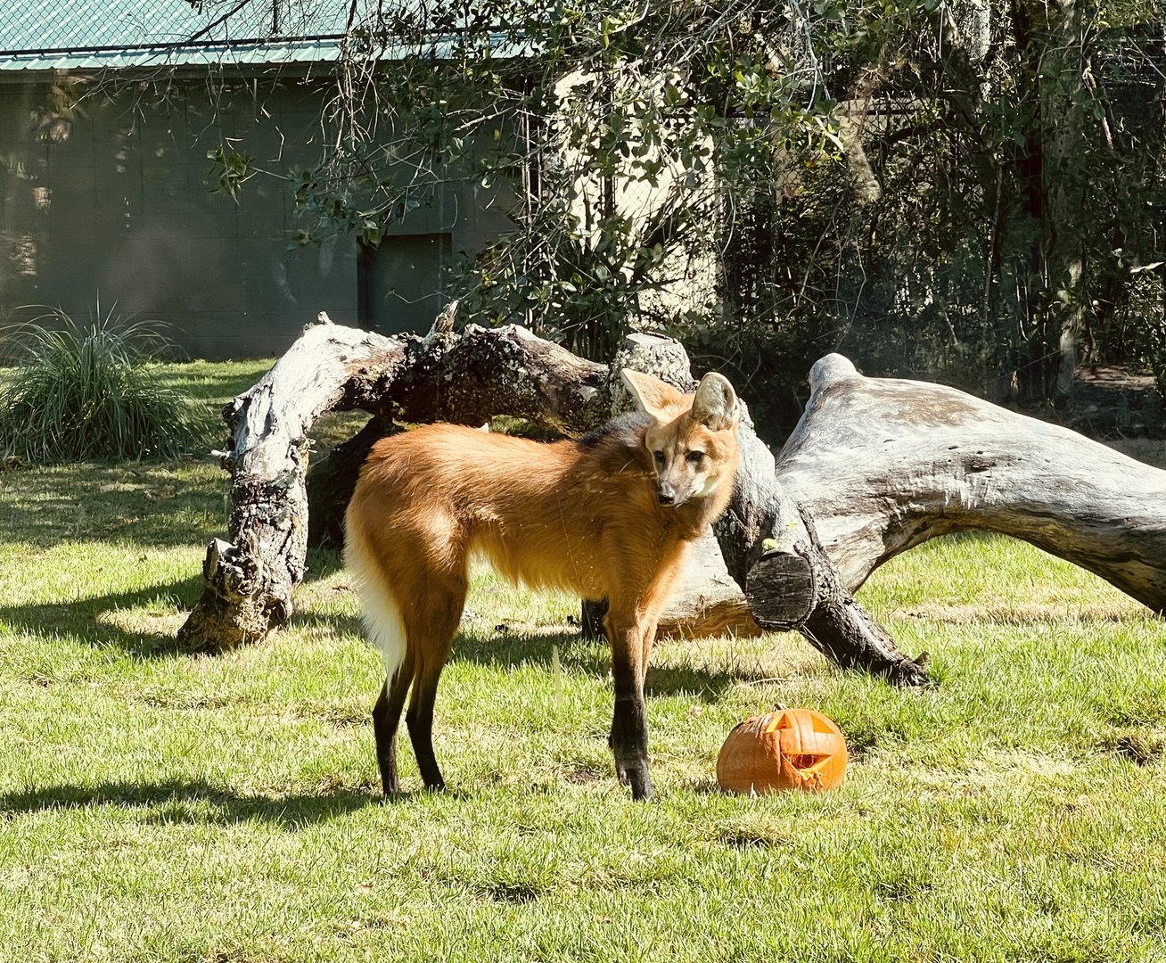Maned Wolf