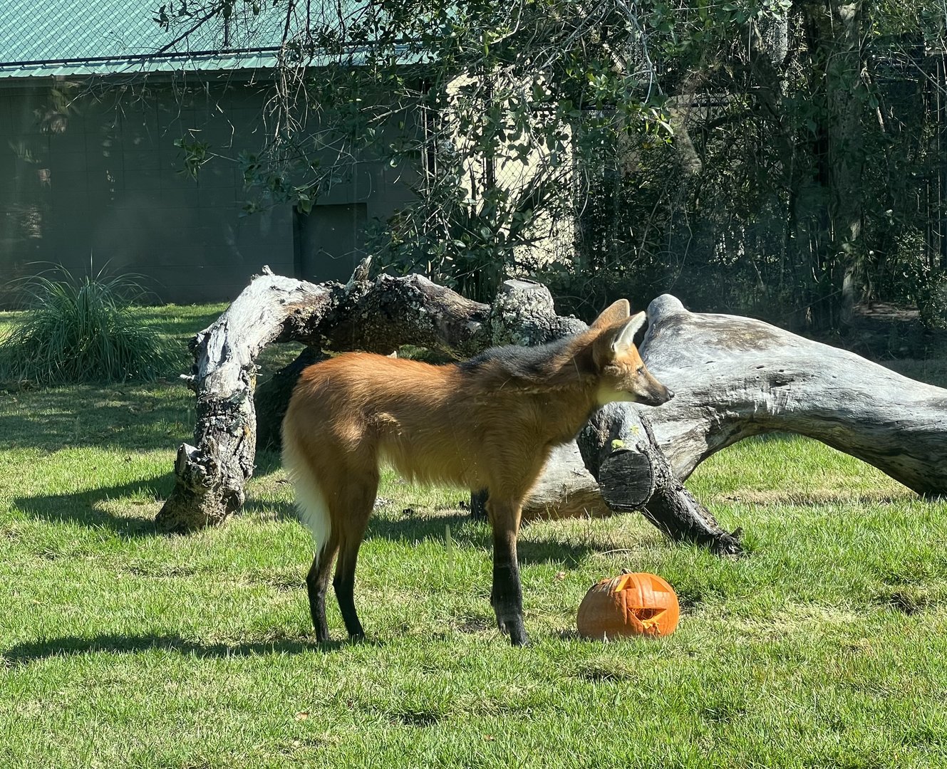 Maned Wolf