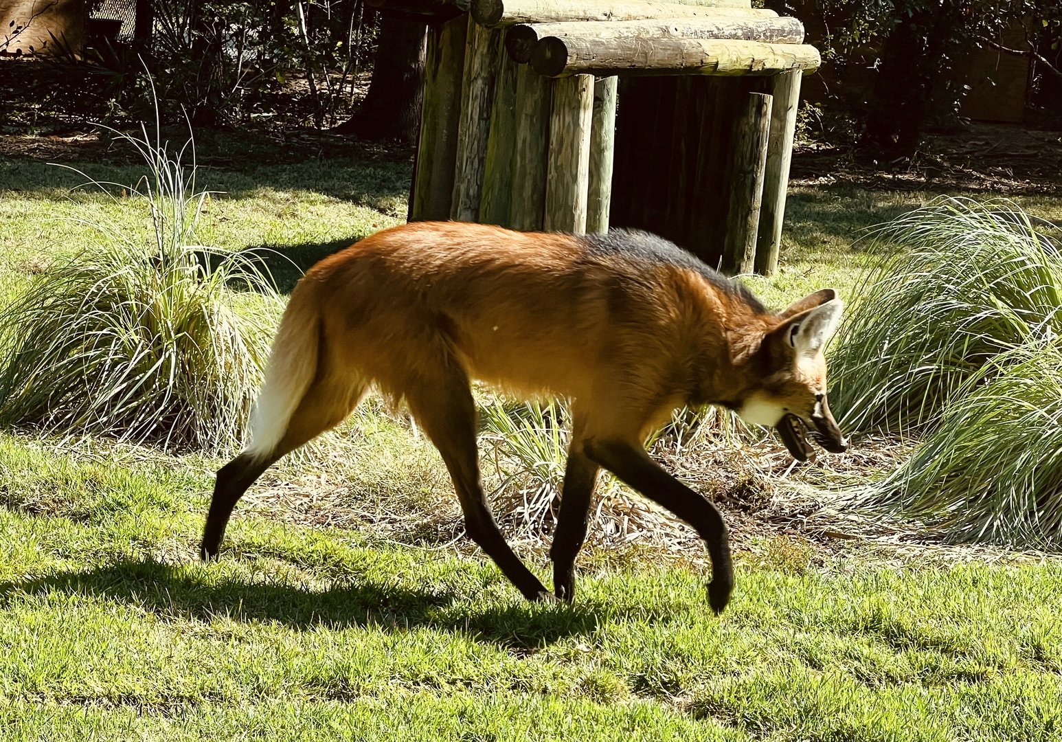 Maned Wolf