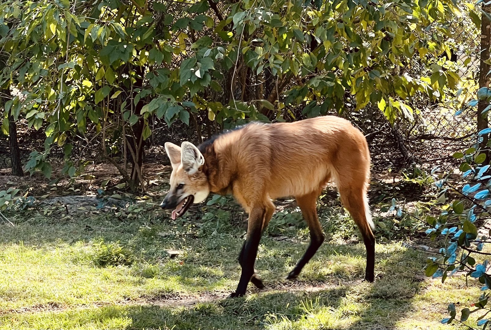 Maned Wolf