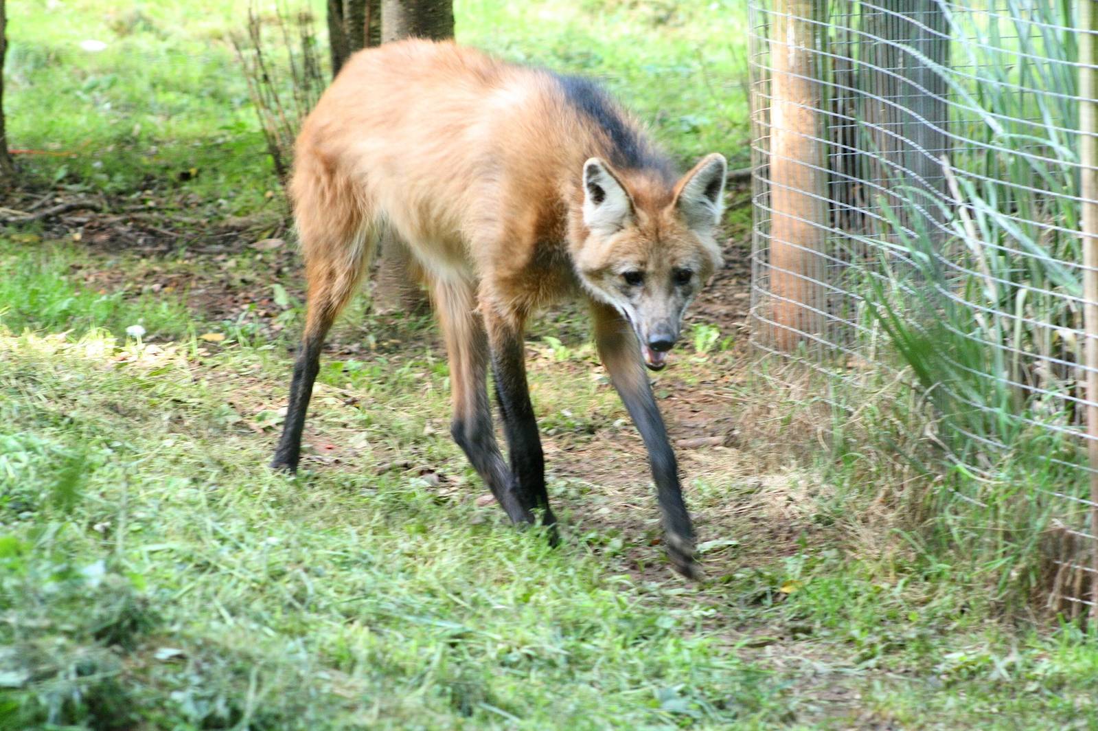 Maned wolf