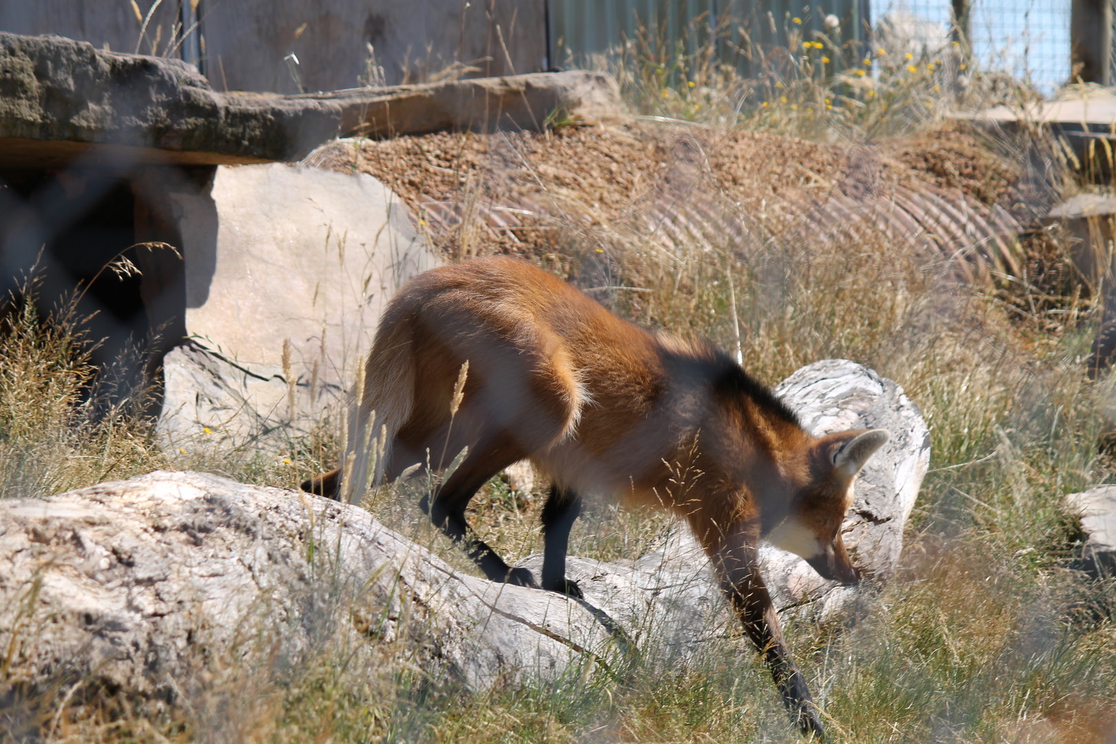 Maned Wolf