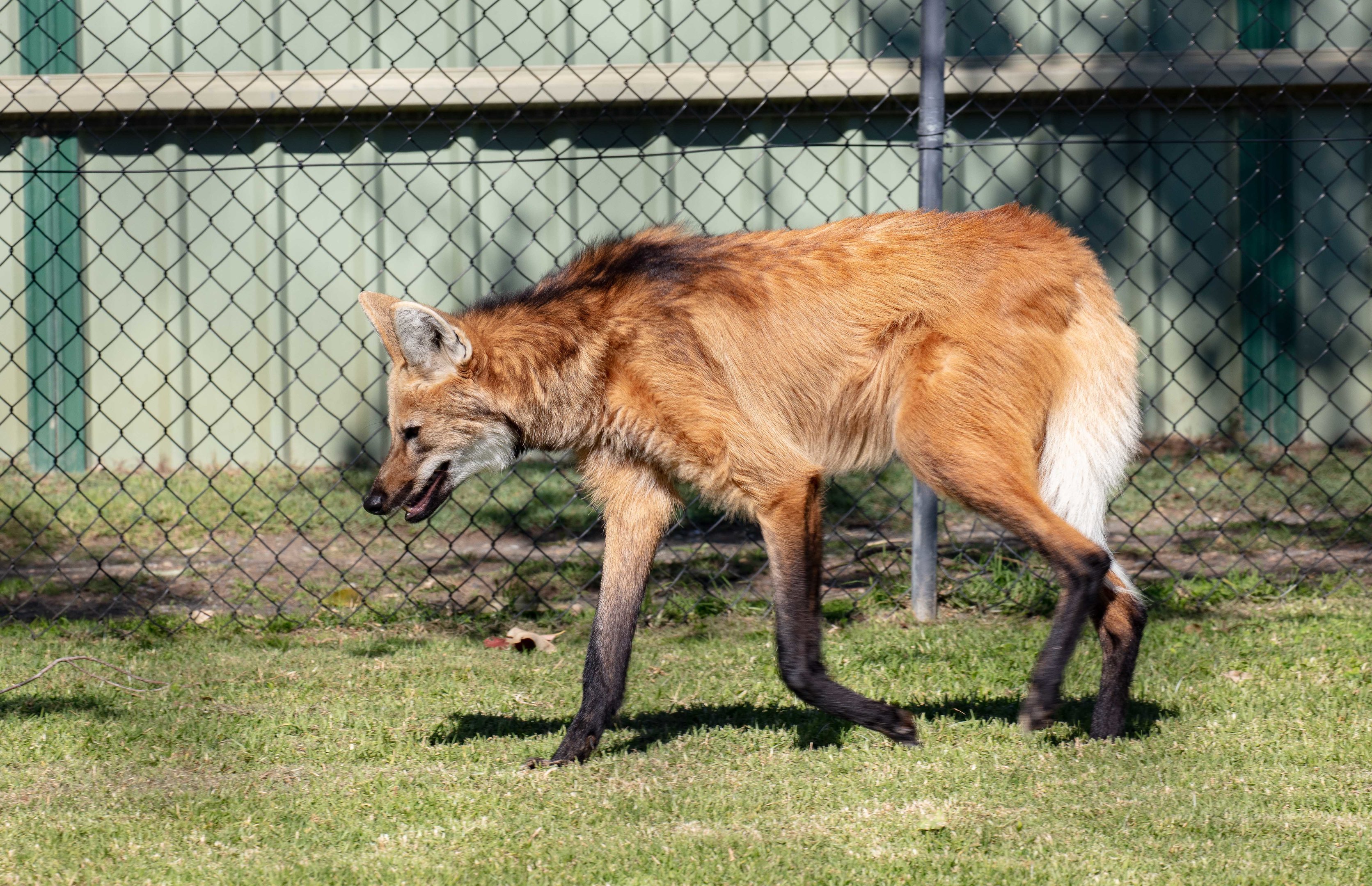 Maned Wolf