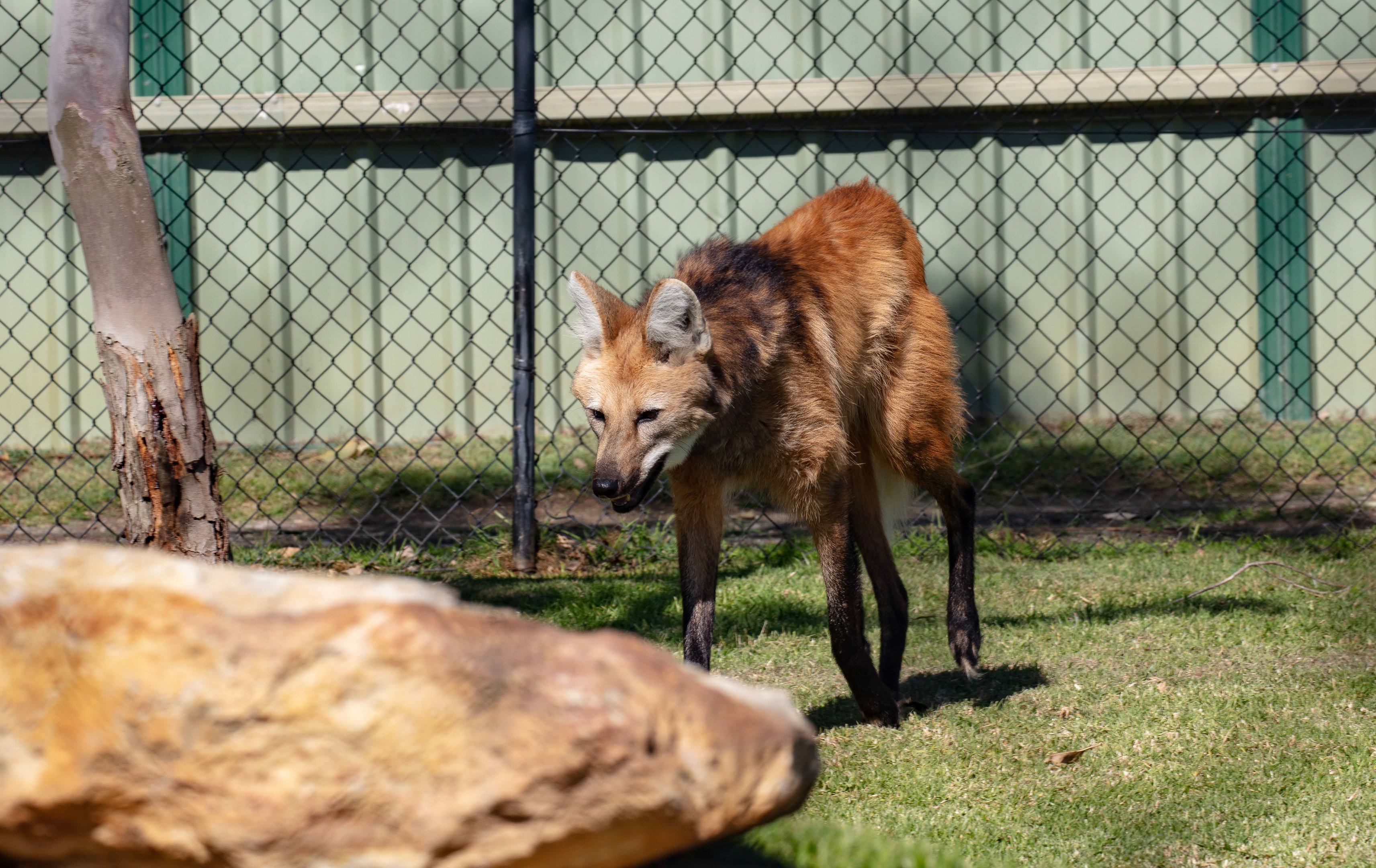 Maned Wolf
