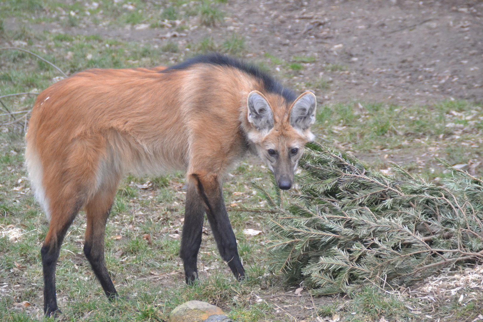 Maned wolf