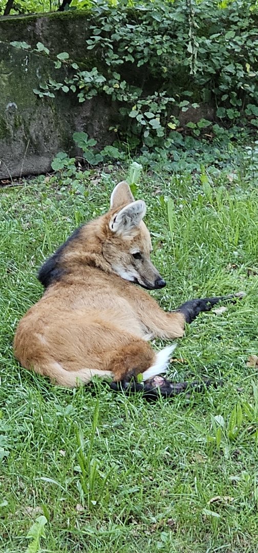 Maned wolf