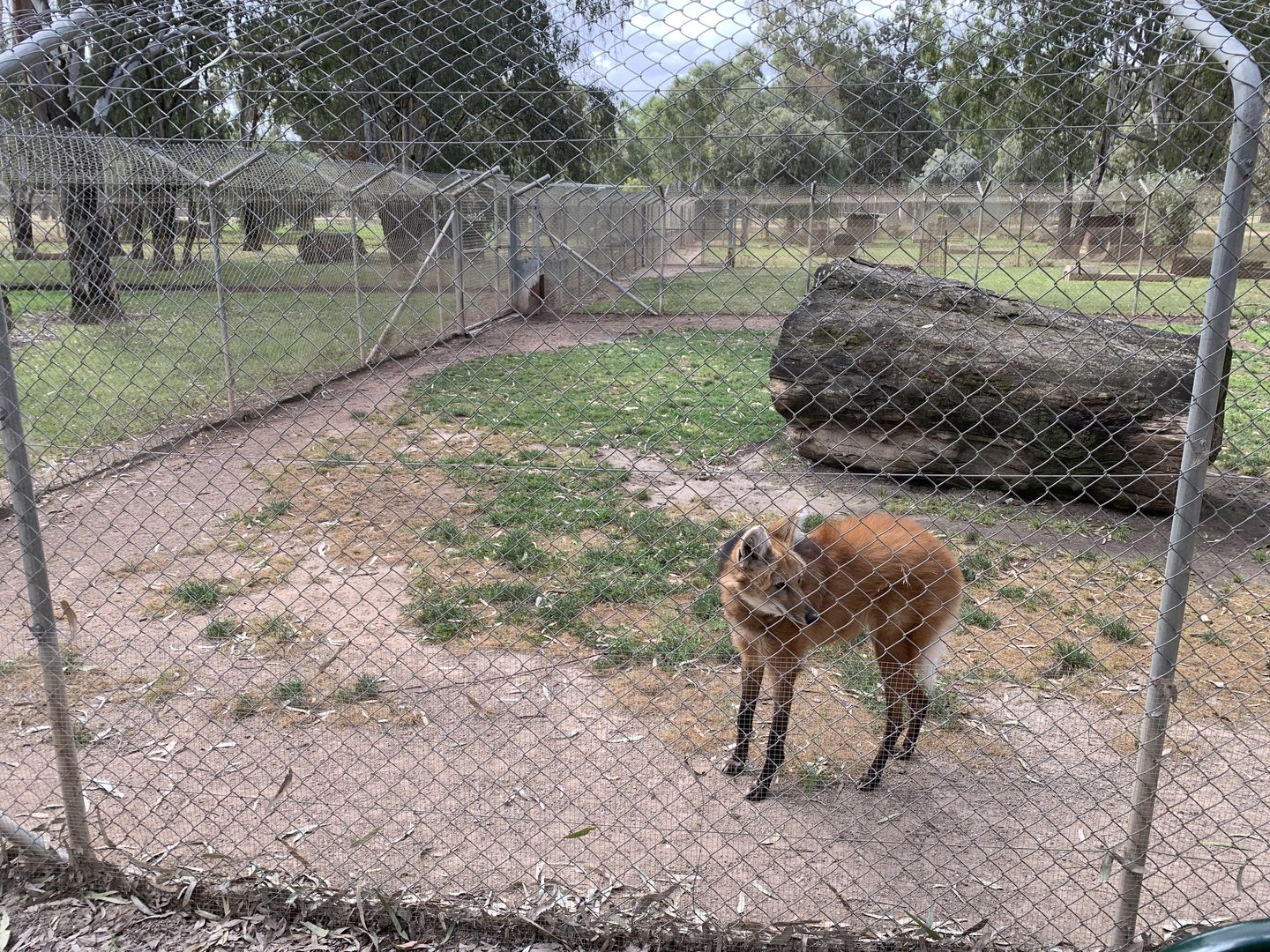 Maned Wolf