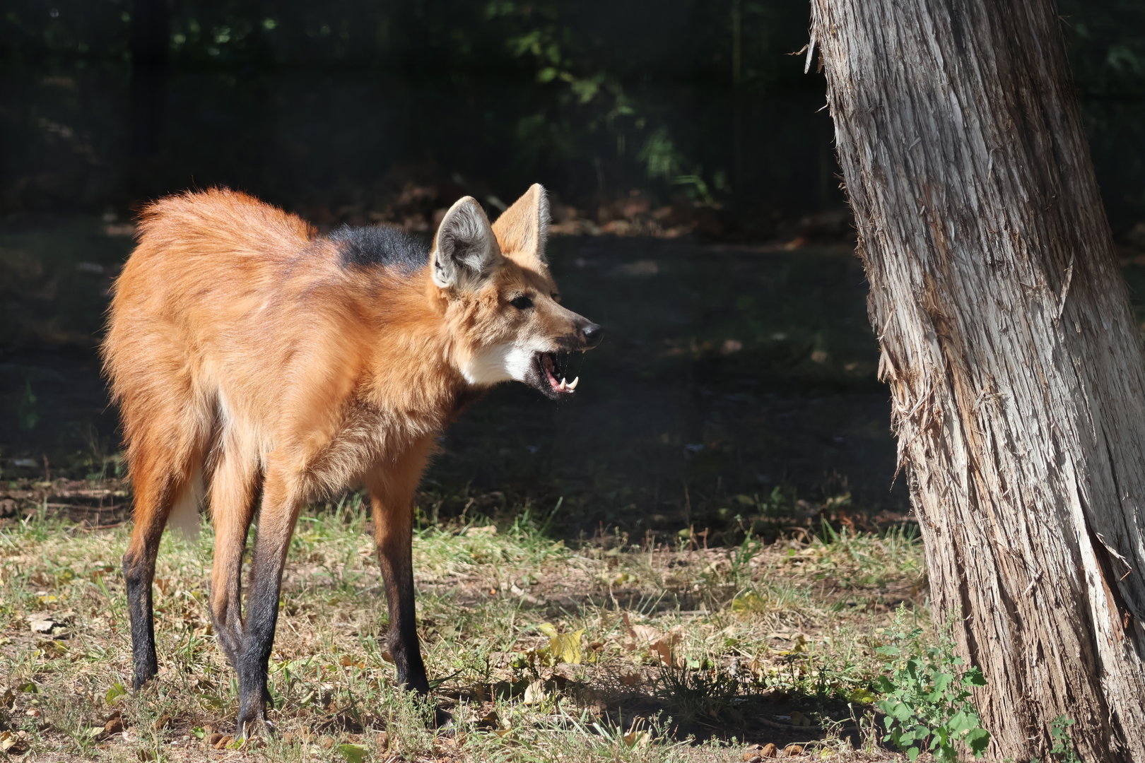 Maned Wolf