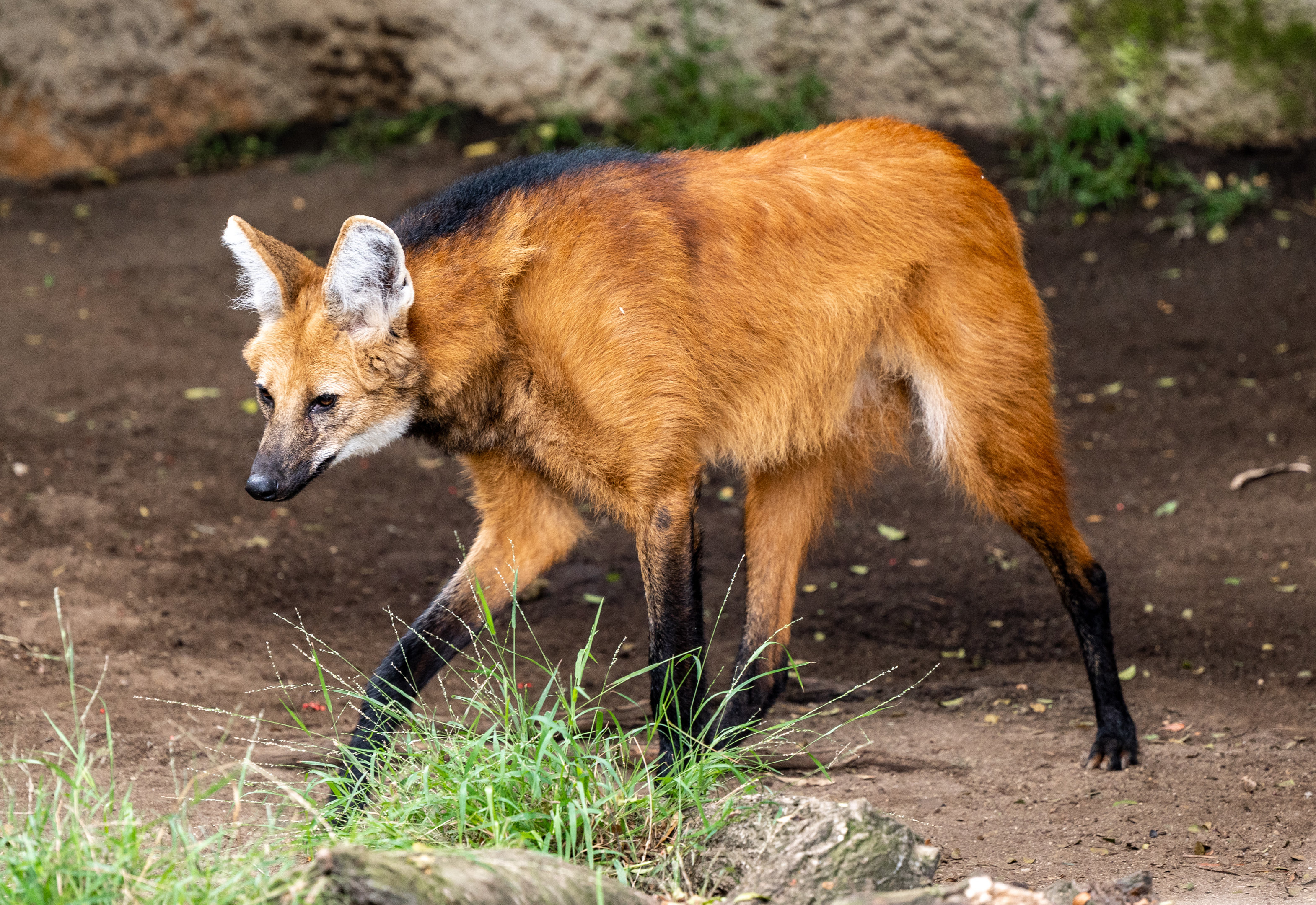 Maned Wolf