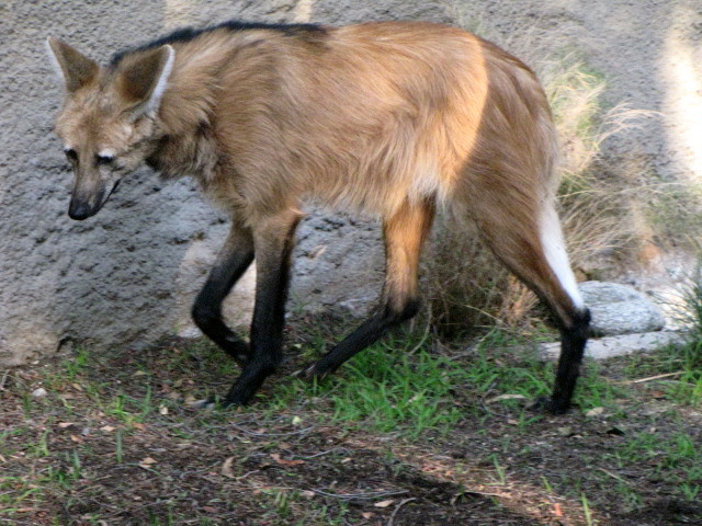 Maned Wolf