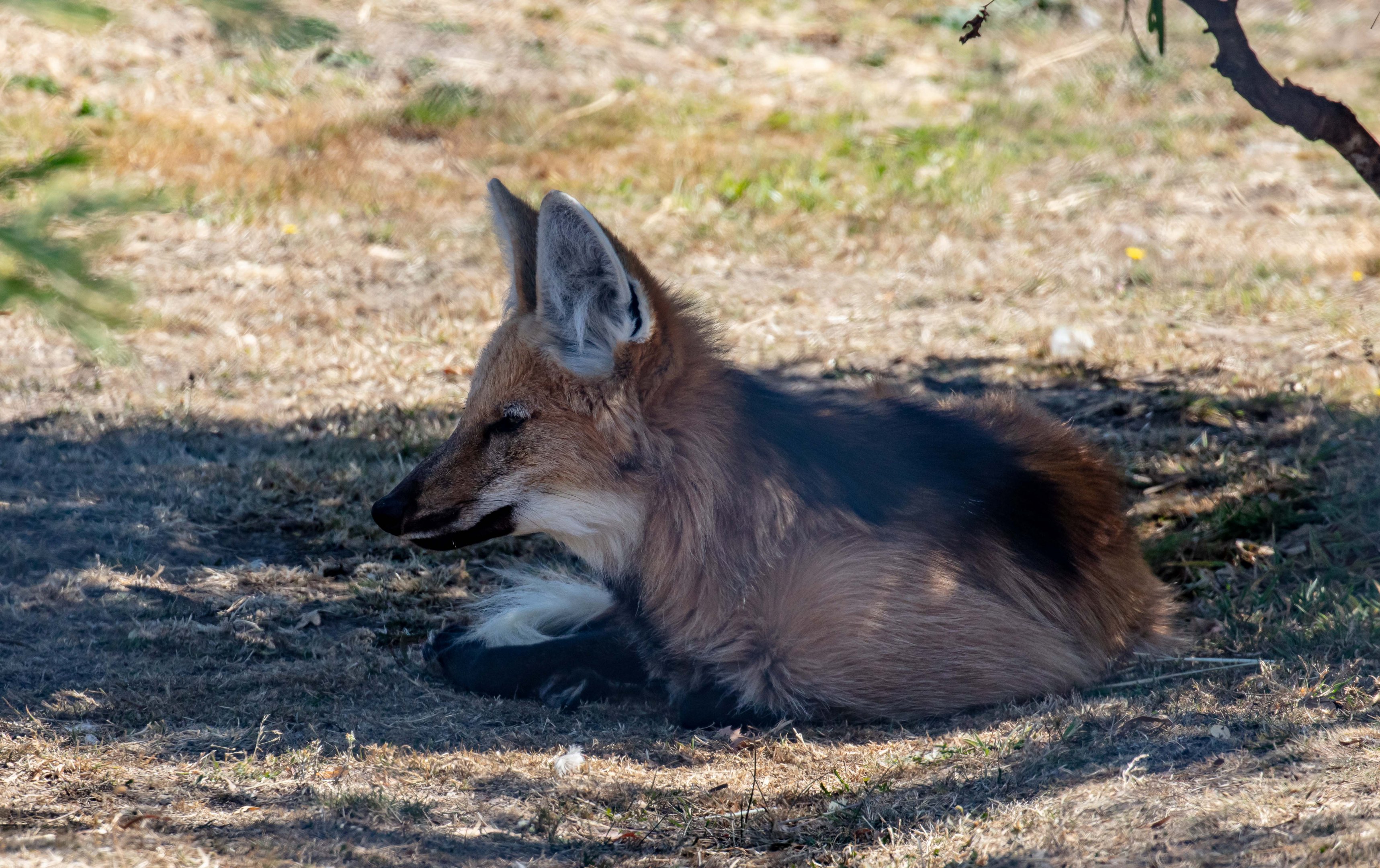 Maned Wolf