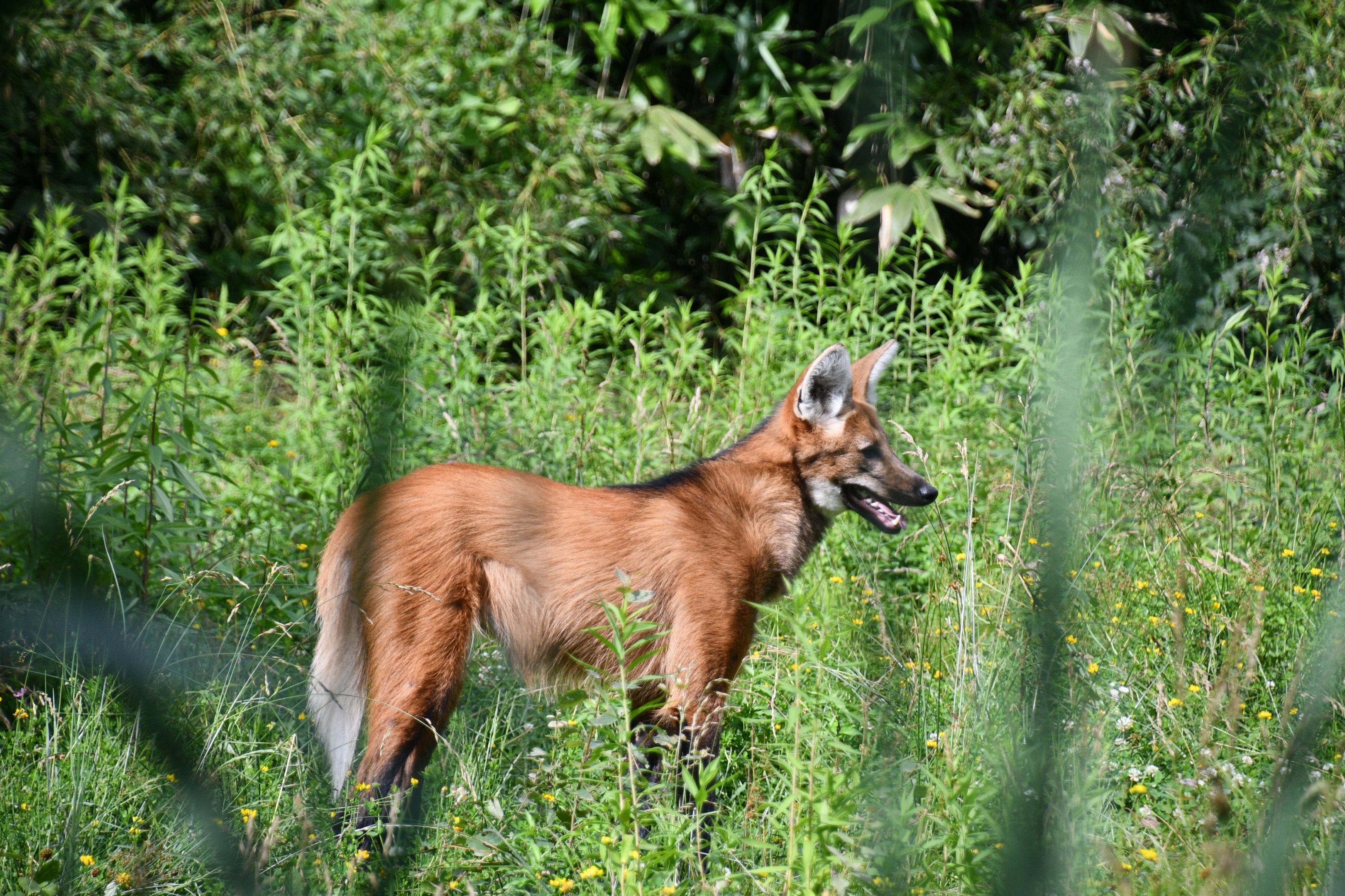 Maned Wolf