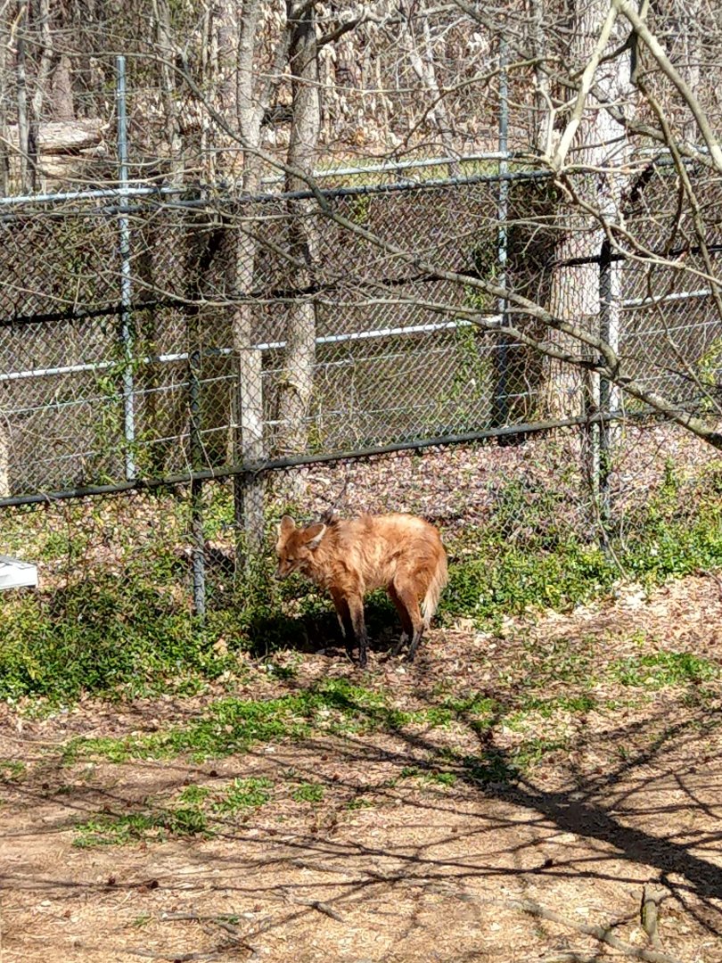 Maned Wolf