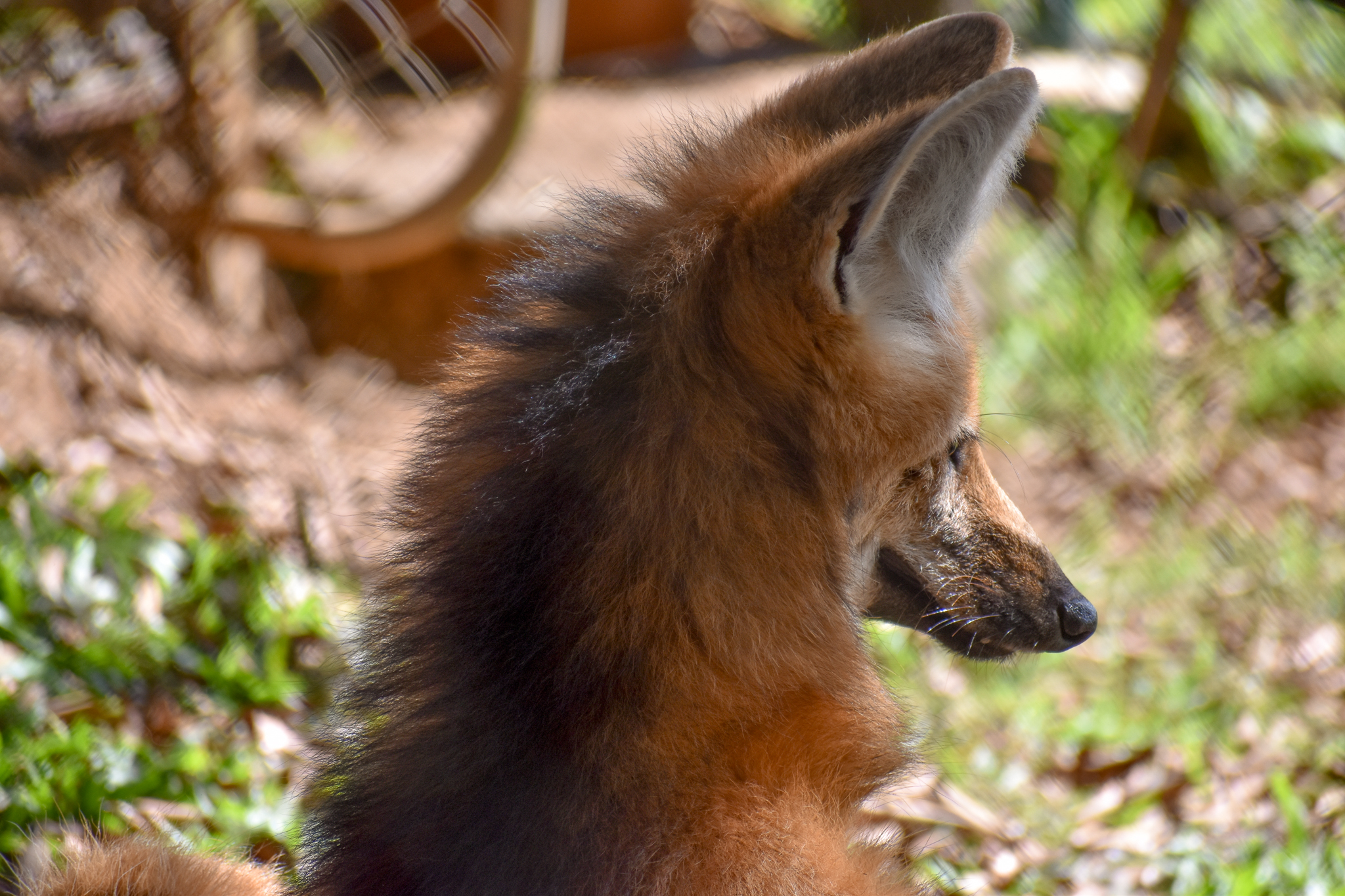 Maned Wolf
