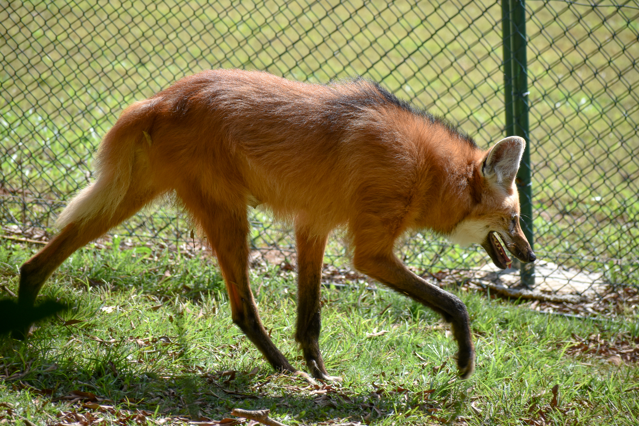 Maned Wolf