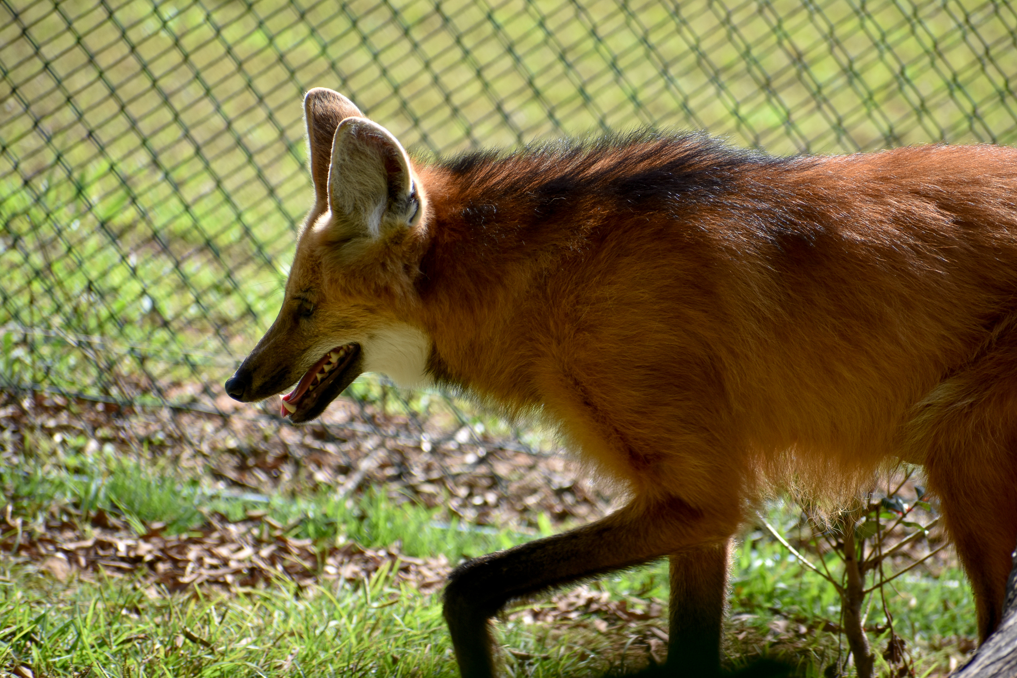 Maned Wolf