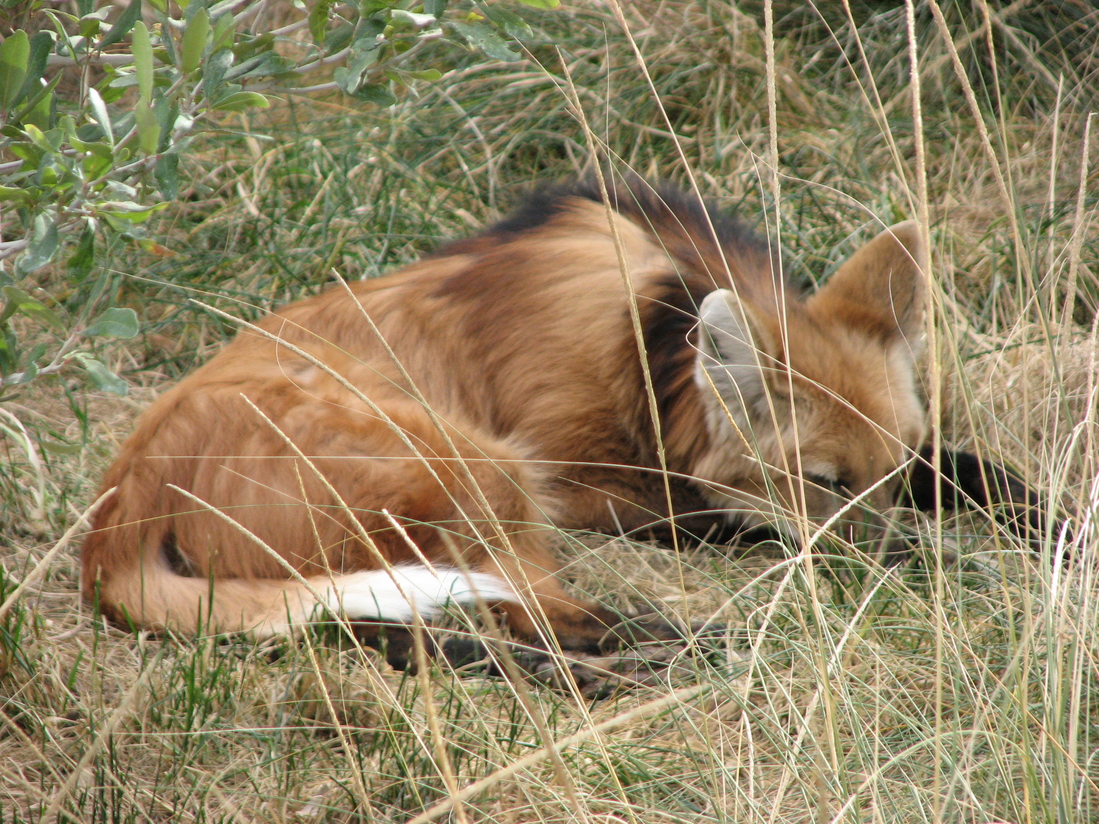 Maned Wolf