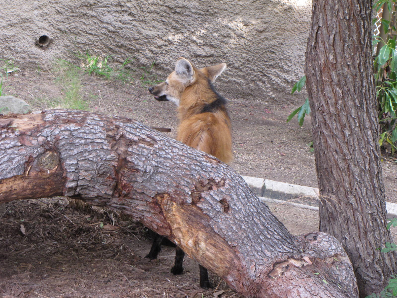 Maned Wolf