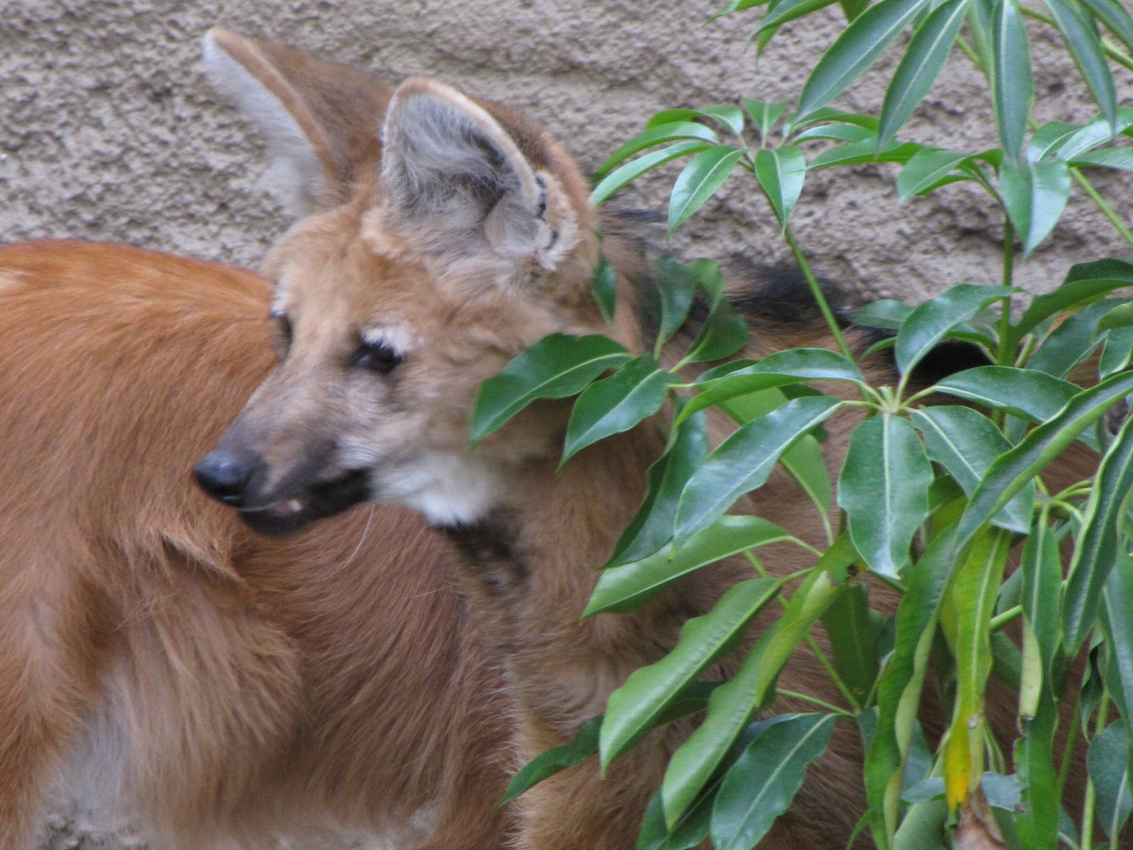 Maned Wolf