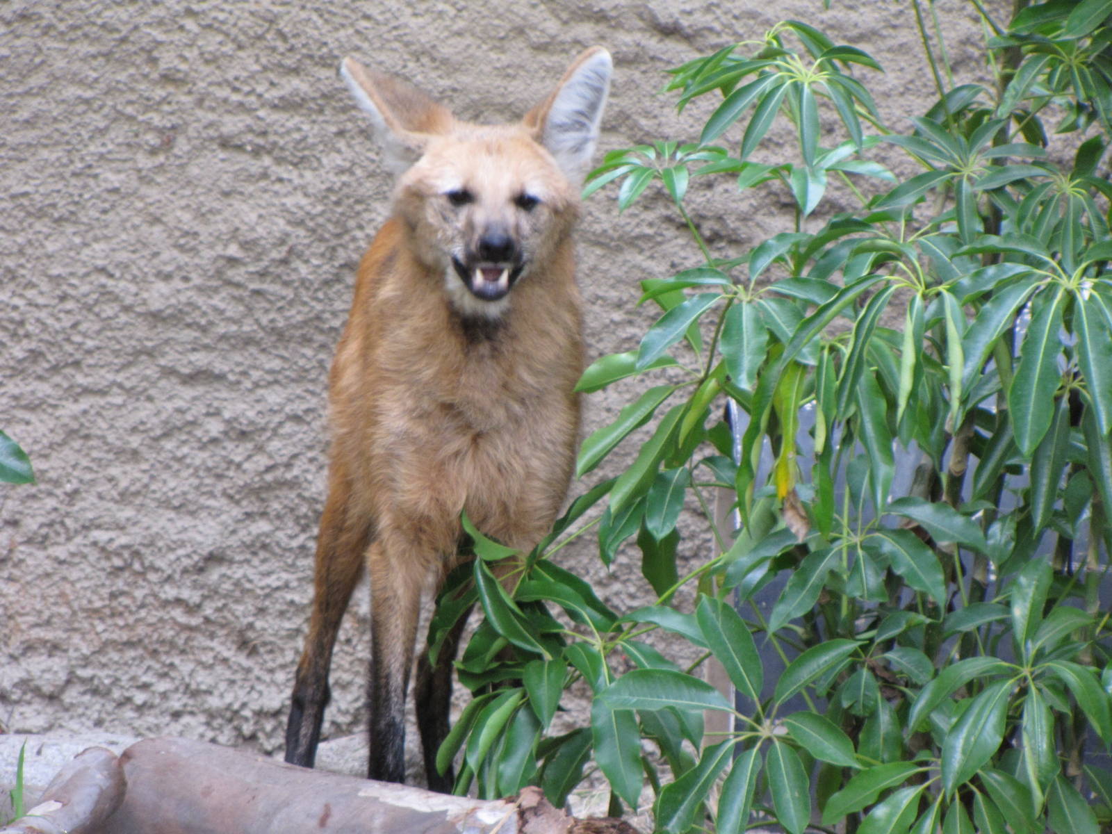 Maned Wolf