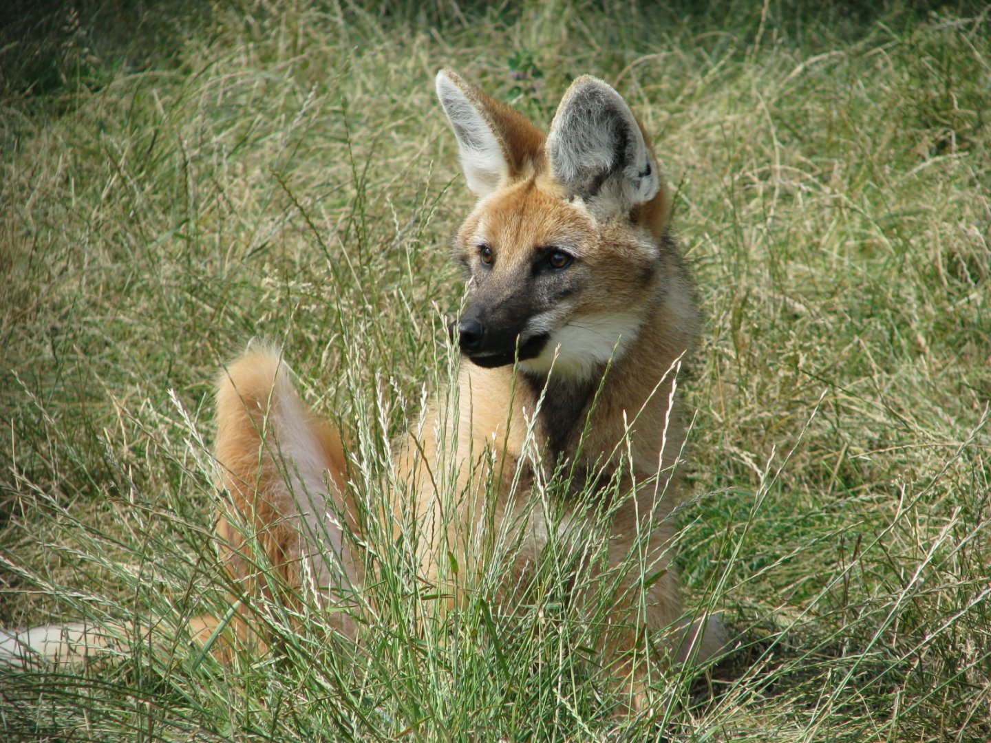 Maned wolf