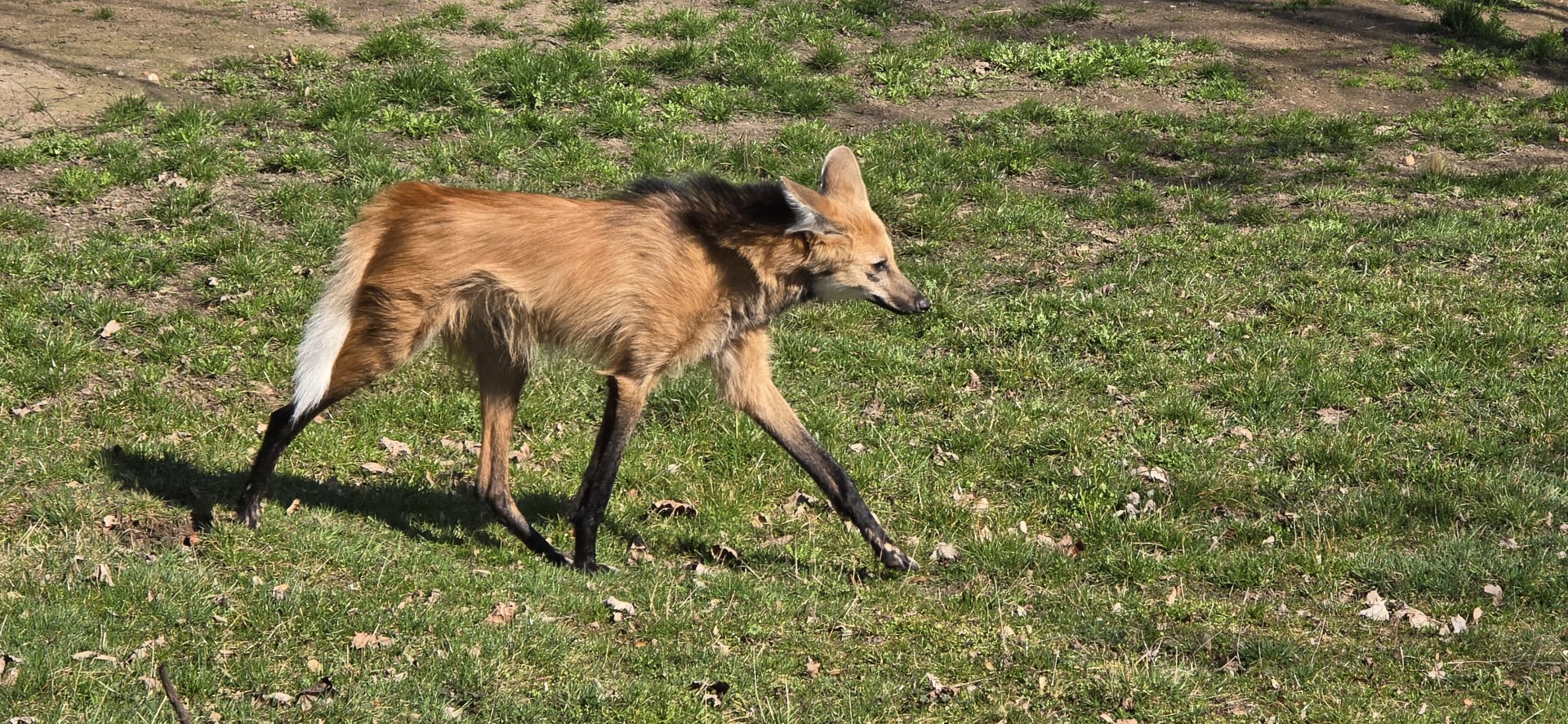 Maned wolf