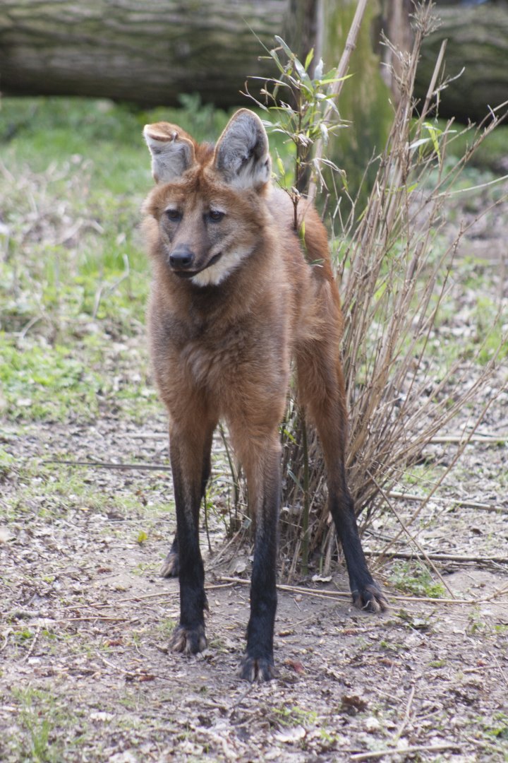 Maned Wolf
