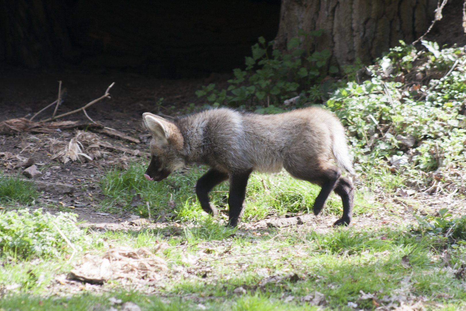 Maned Wolf