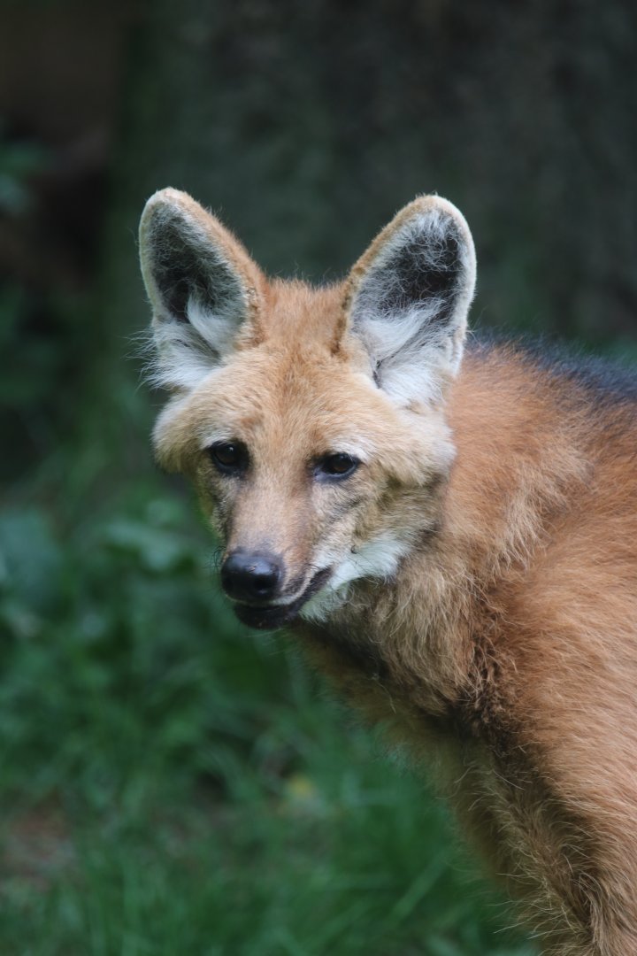 Maned wolf