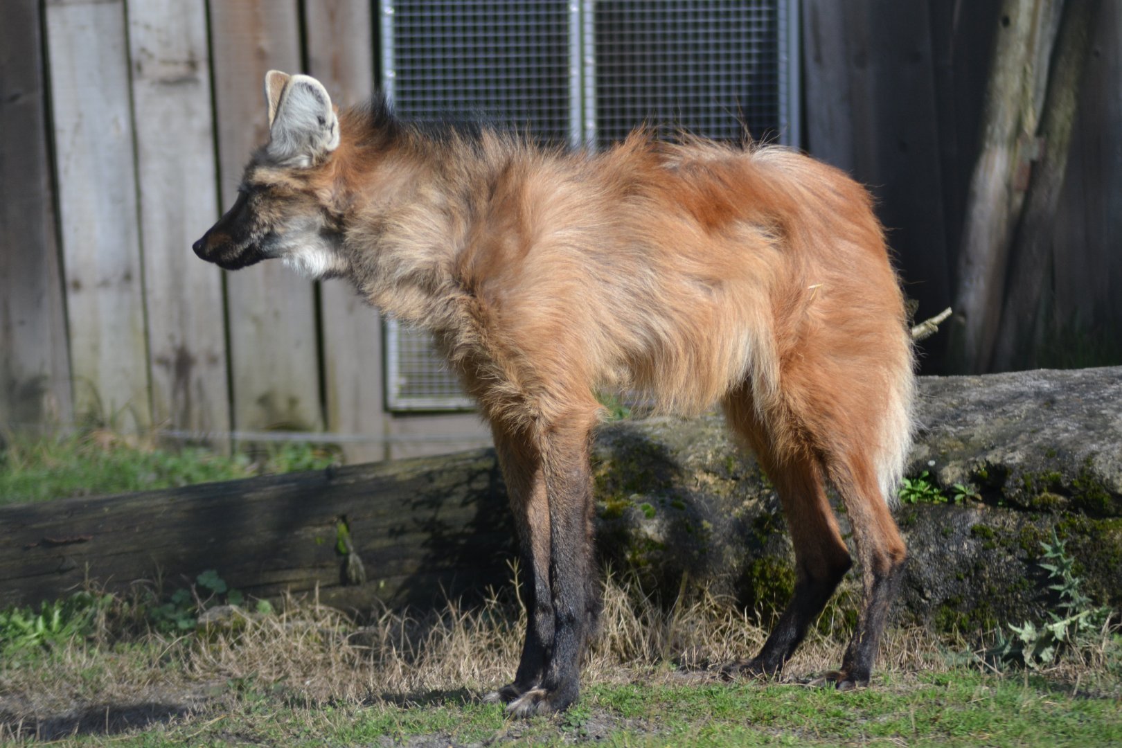 Maned Wolf