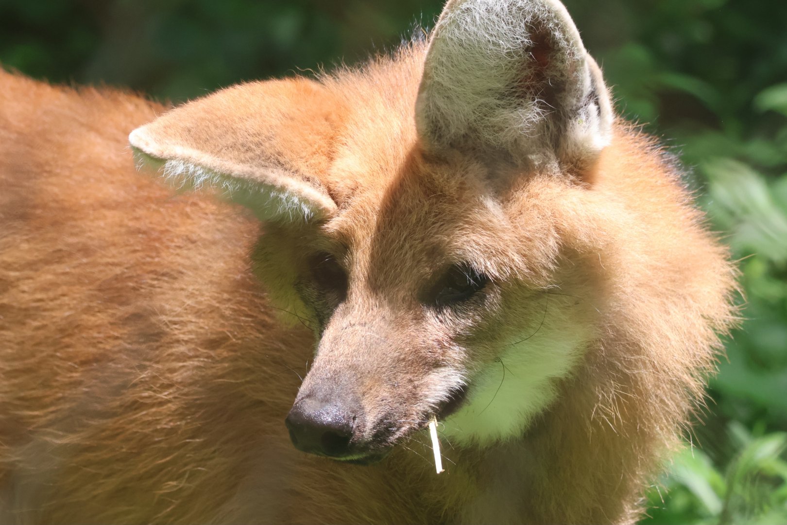 Maned wolf