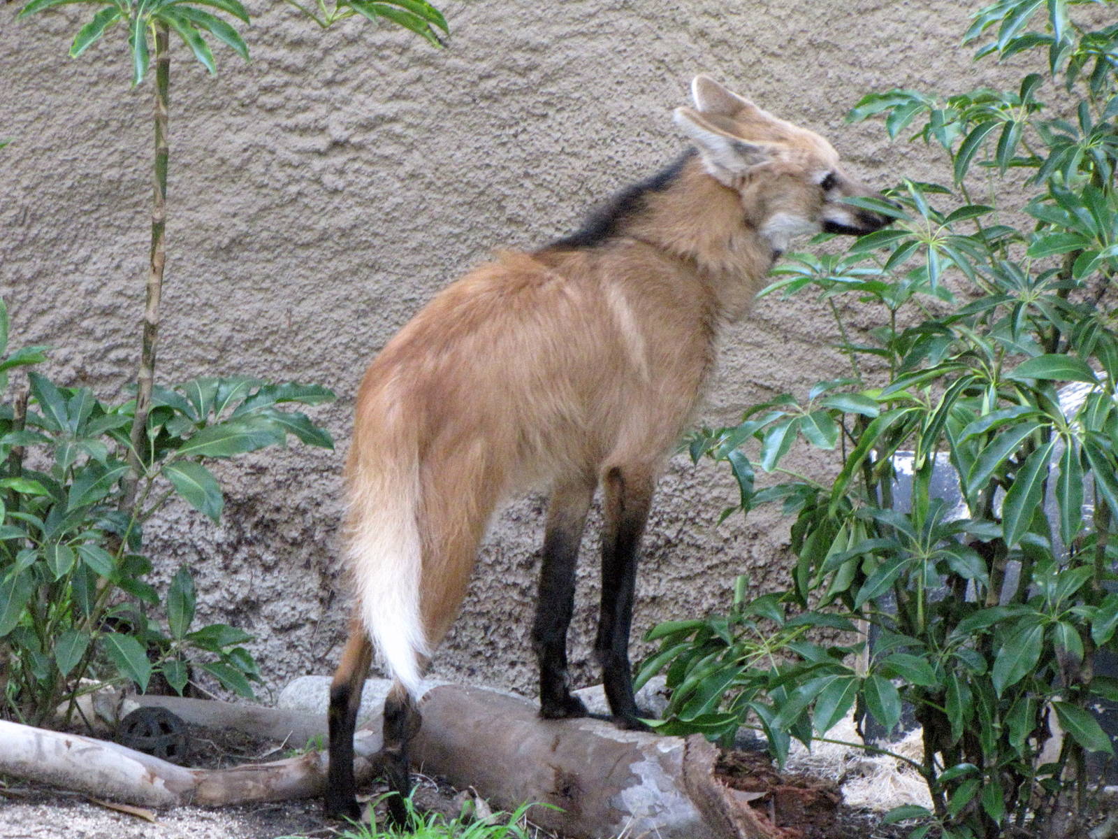 Maned Wolf