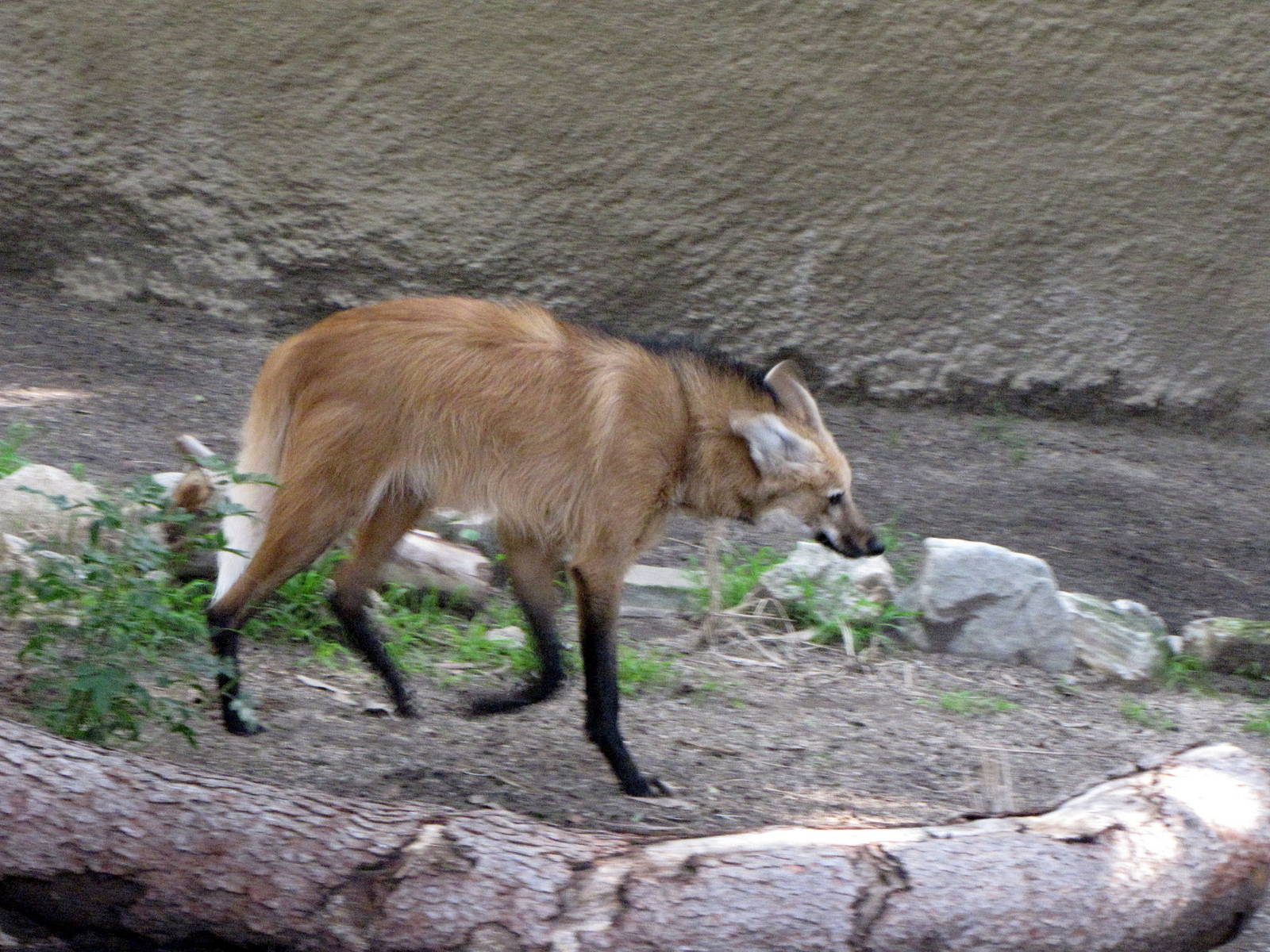 Maned Wolf