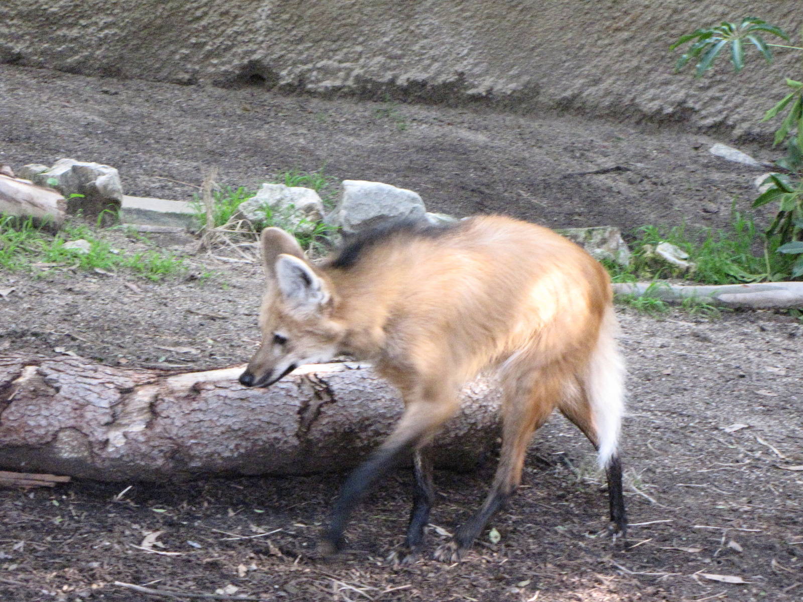 Maned Wolf