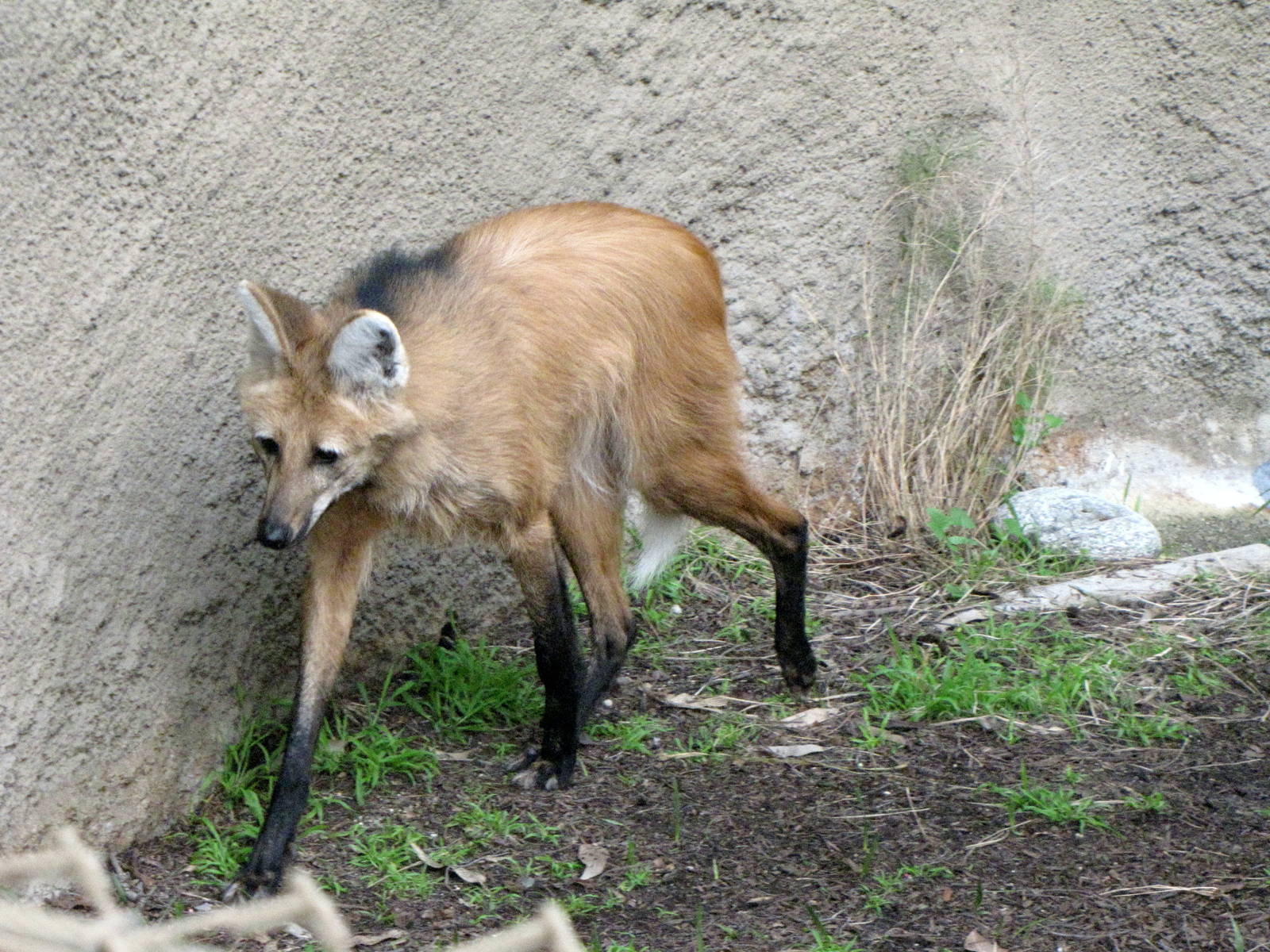 Maned Wolf