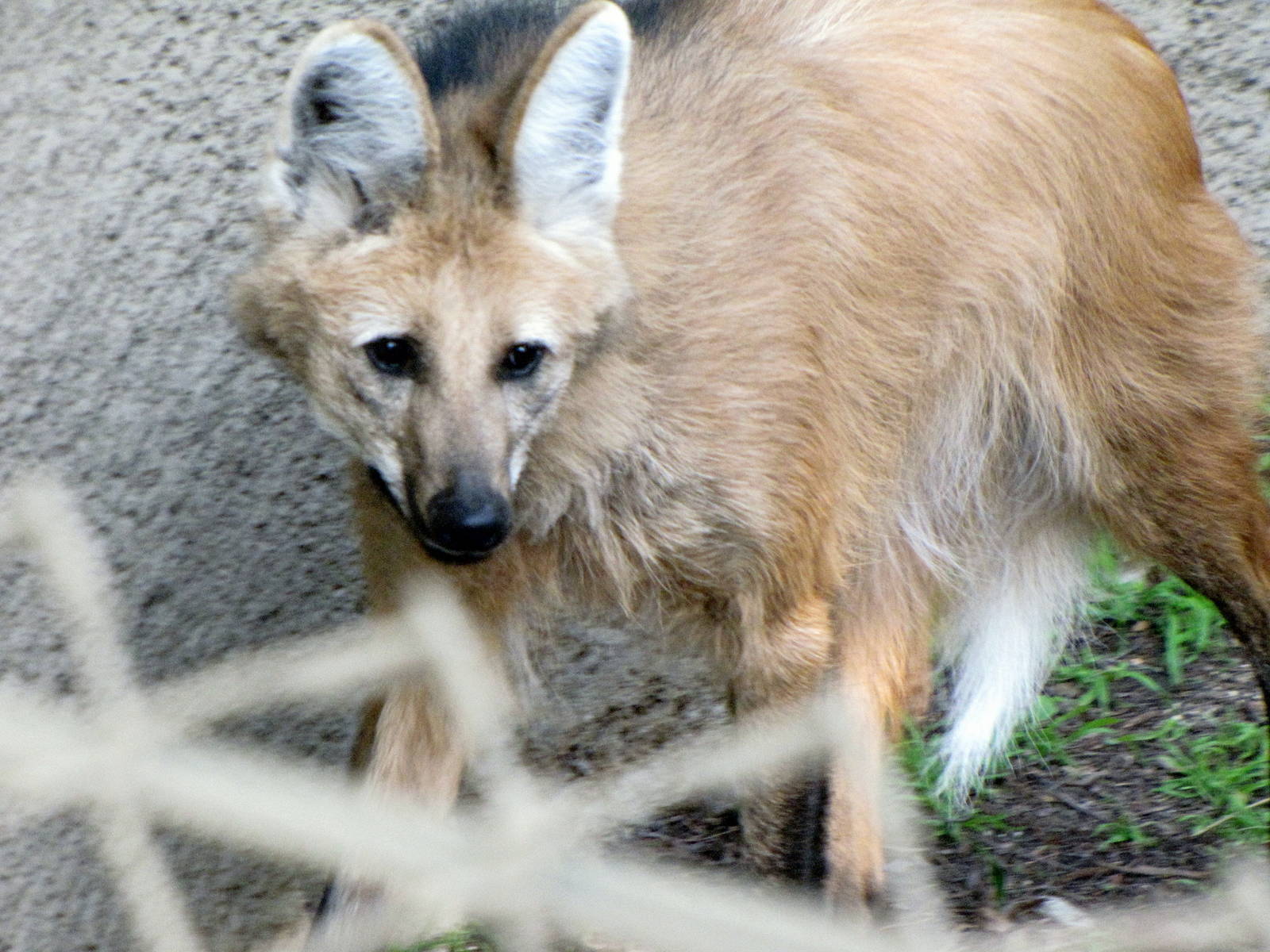 Maned Wolf